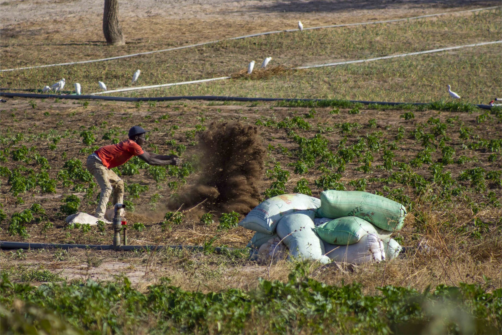 Manure