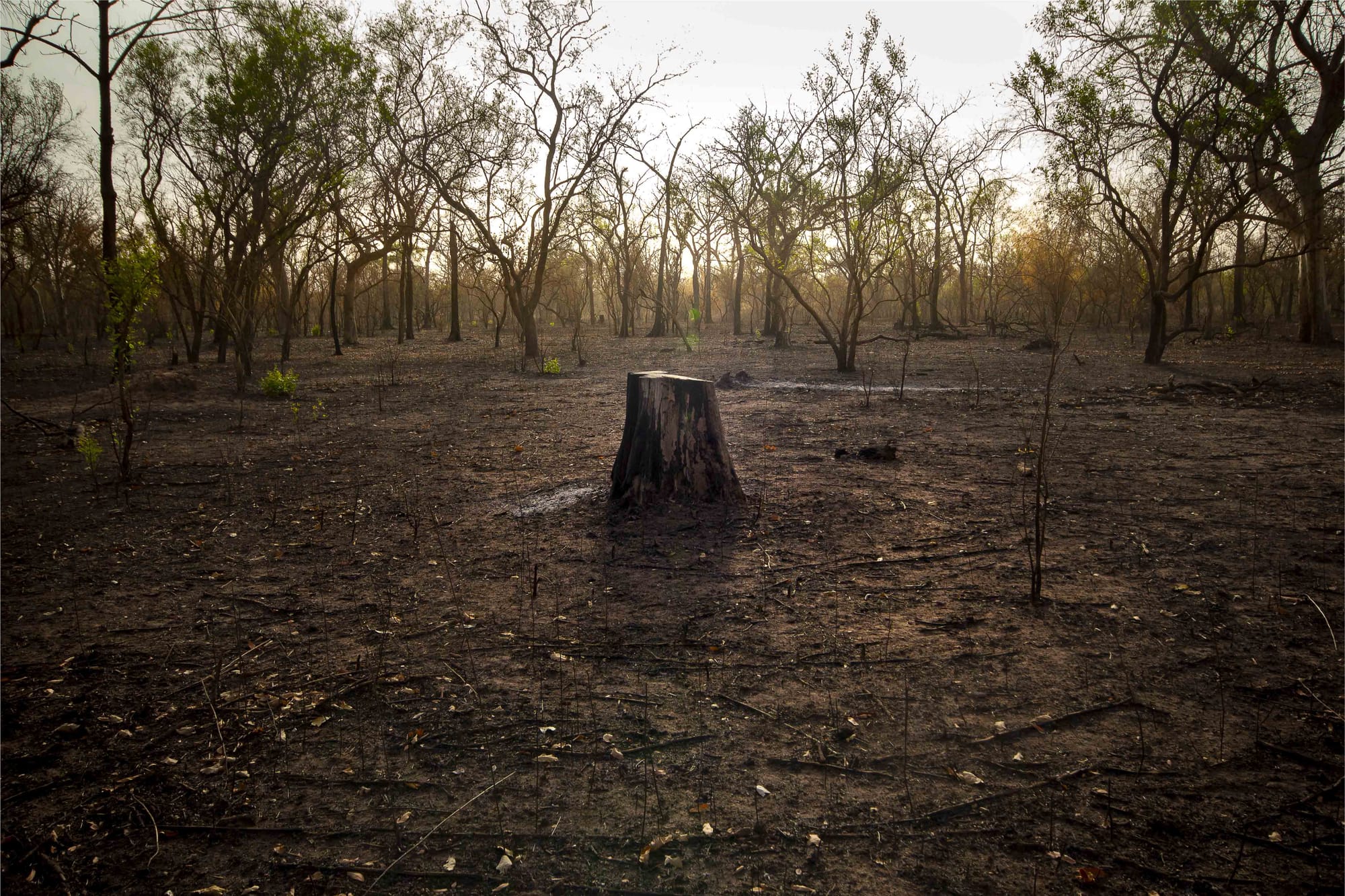 Forests and savanna woodlands in Africa have declined significantly under the combined effects of anthropogenic and climate factors. Despite a political will to protect trees, they are disappearing at an alarming rate.