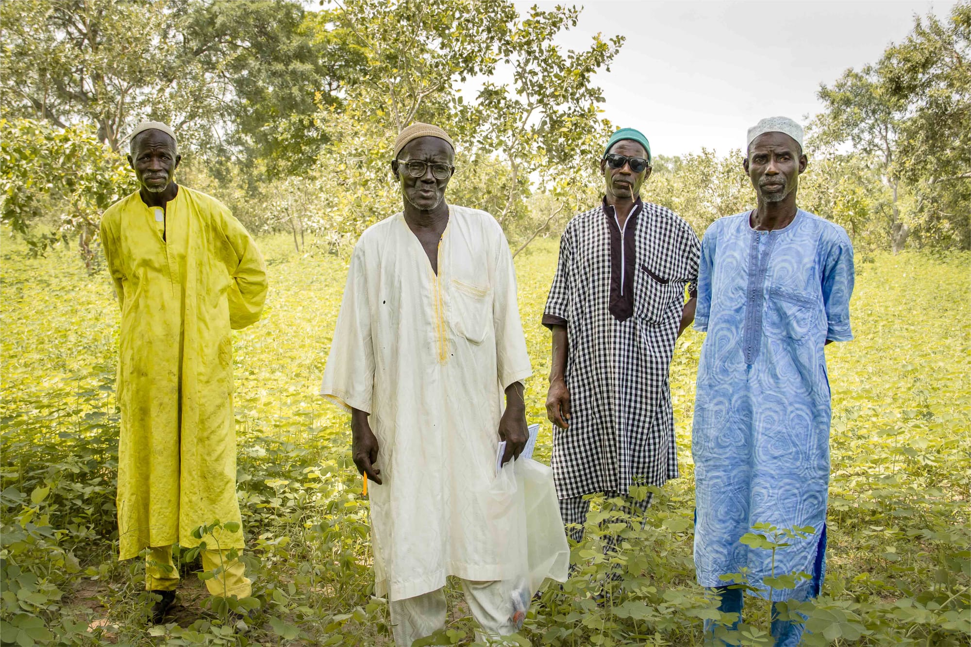 The forest guardians