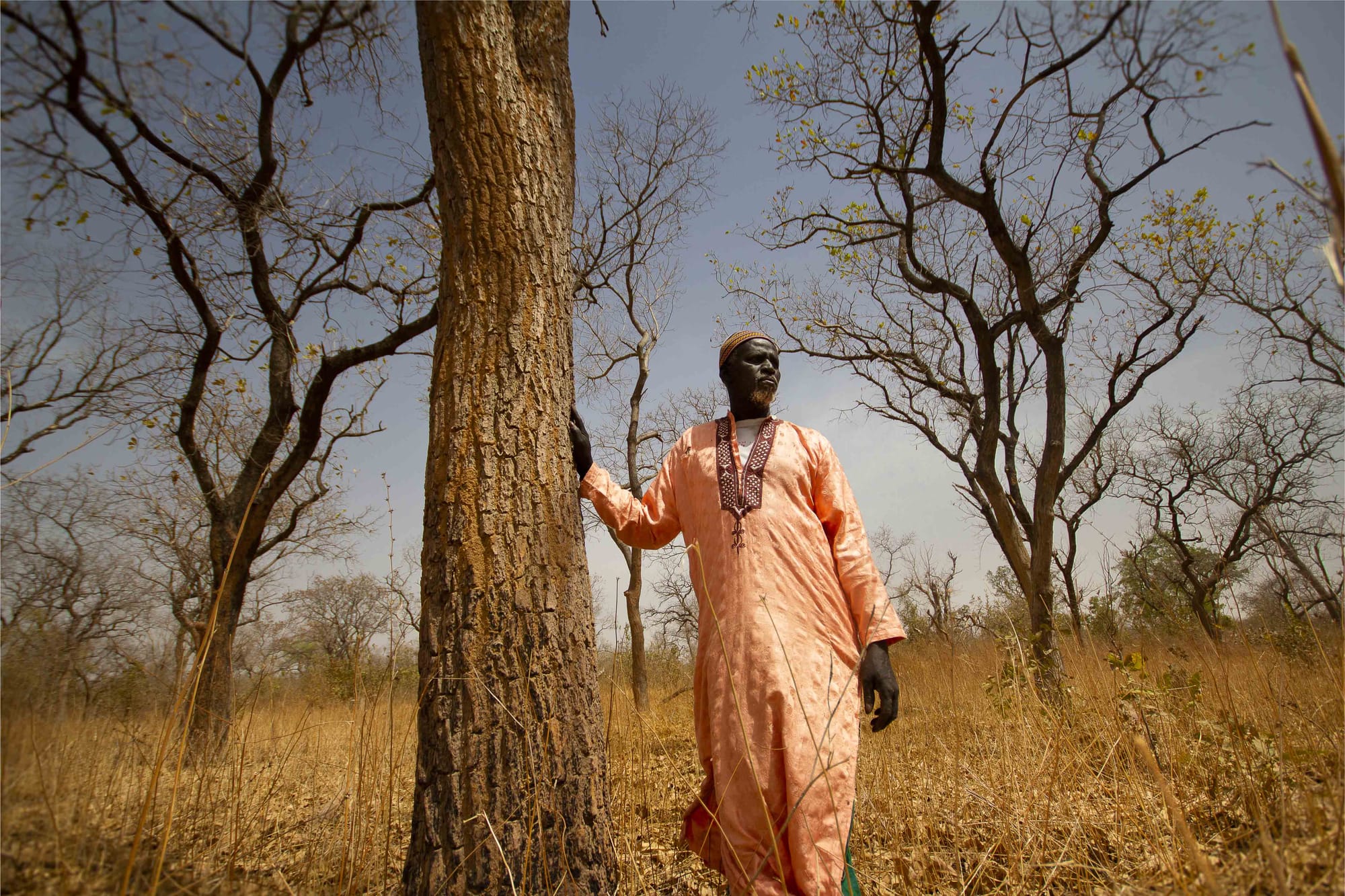 The forest guardians