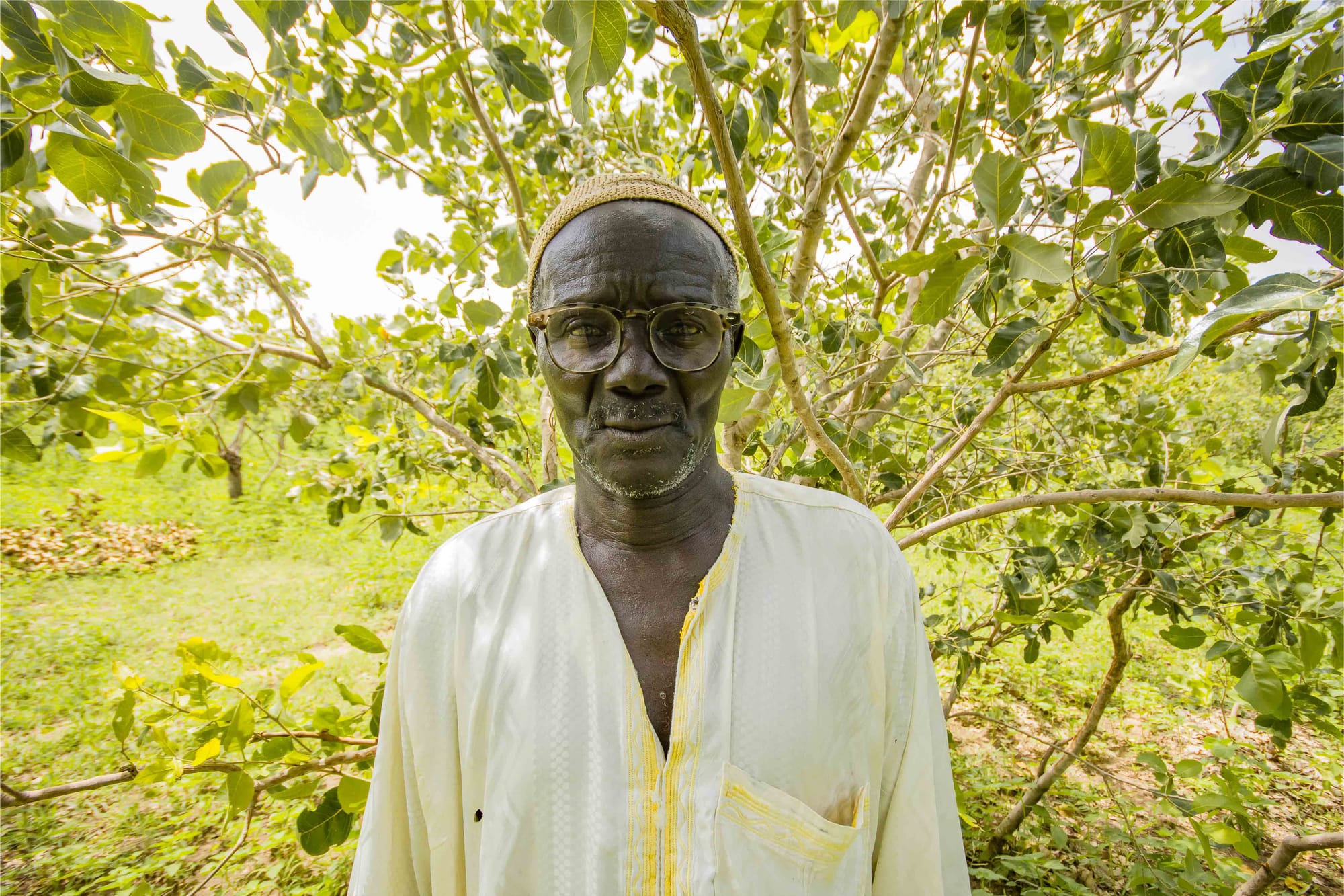 The forest guardians
