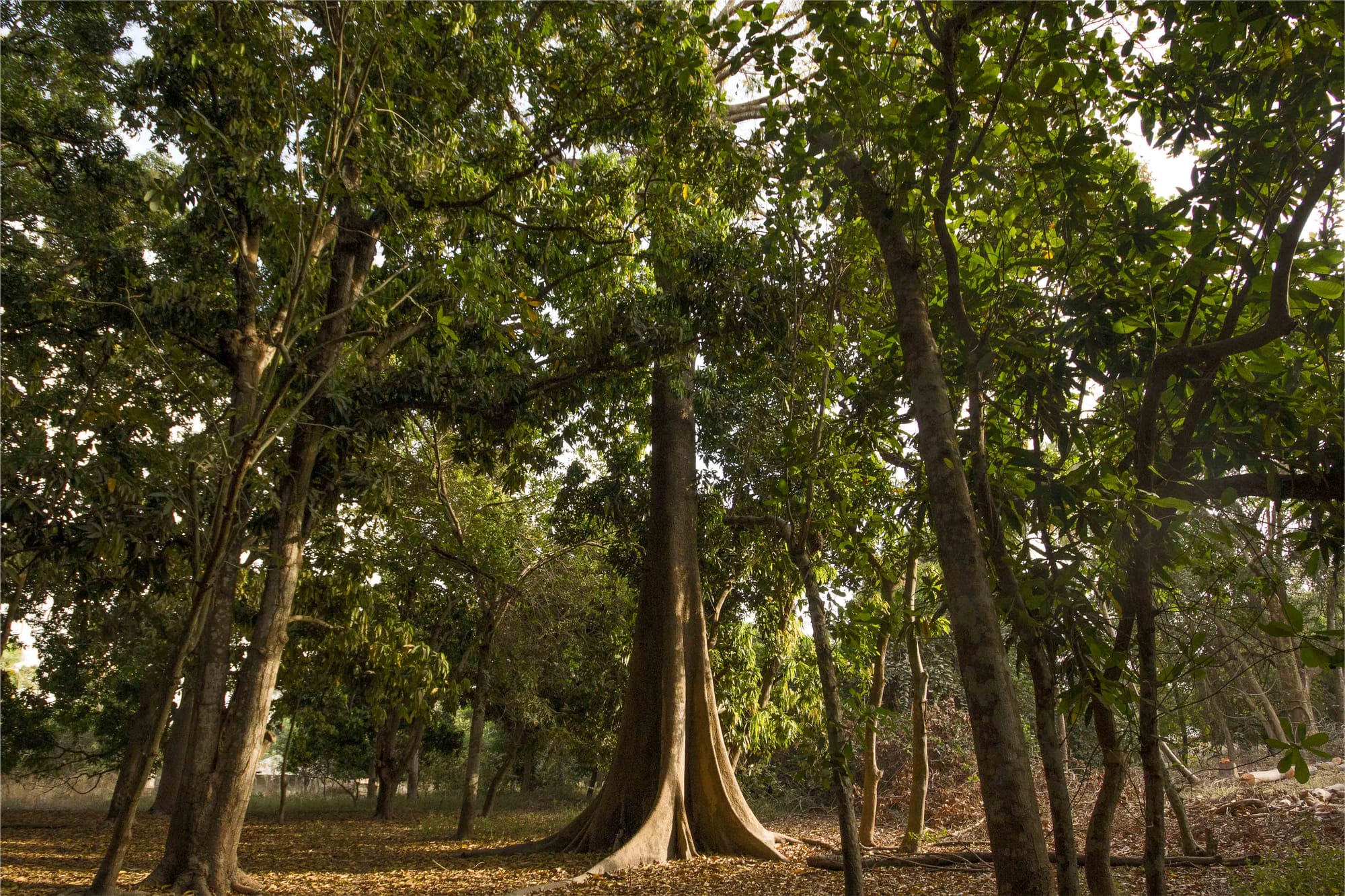 Allies that provide welcome shade