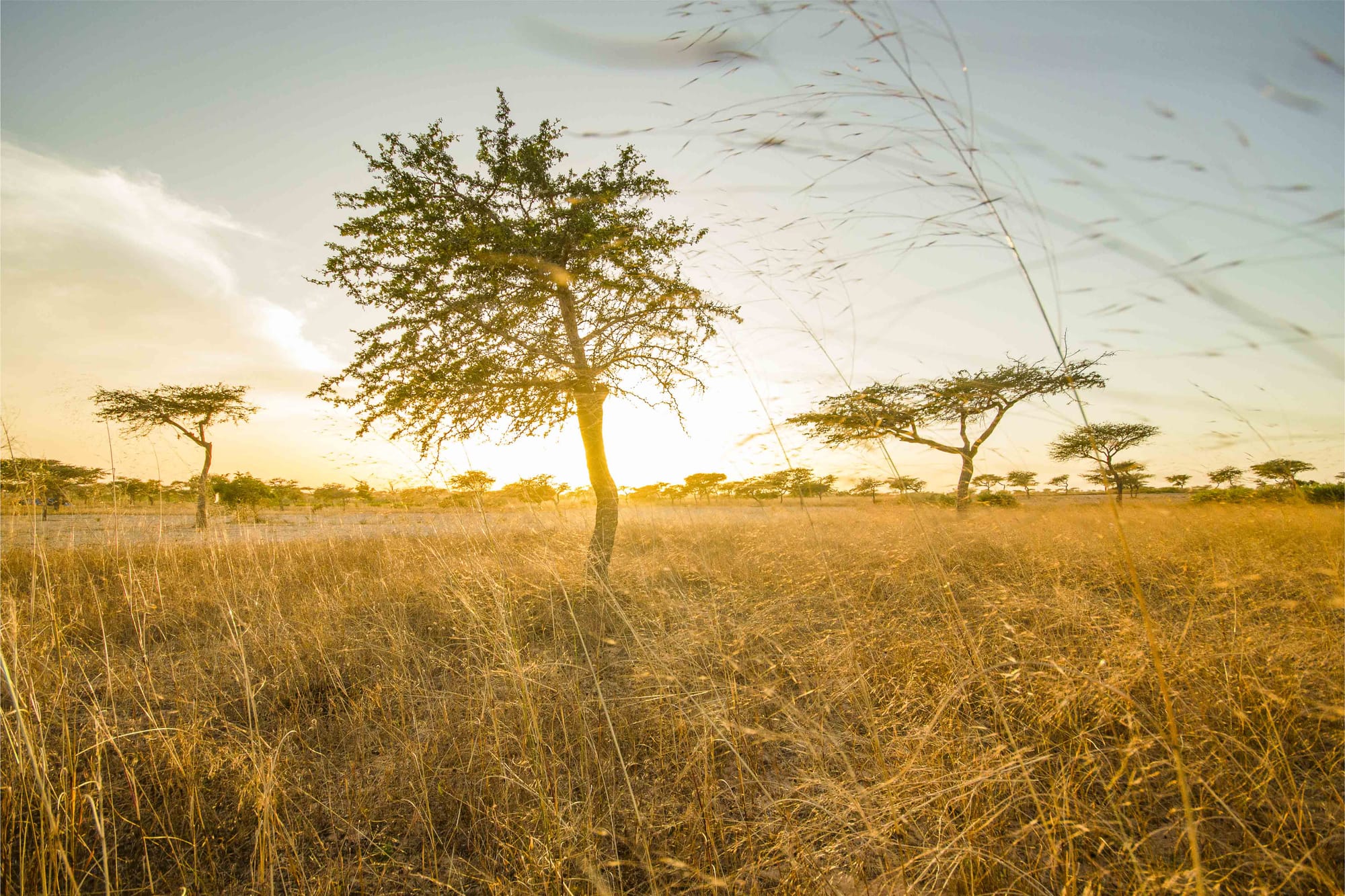 When trees and crops are used in harmony, balance is restored to agroecosystems. Agroforestry opens up vast opportunities for innovation in Africa.