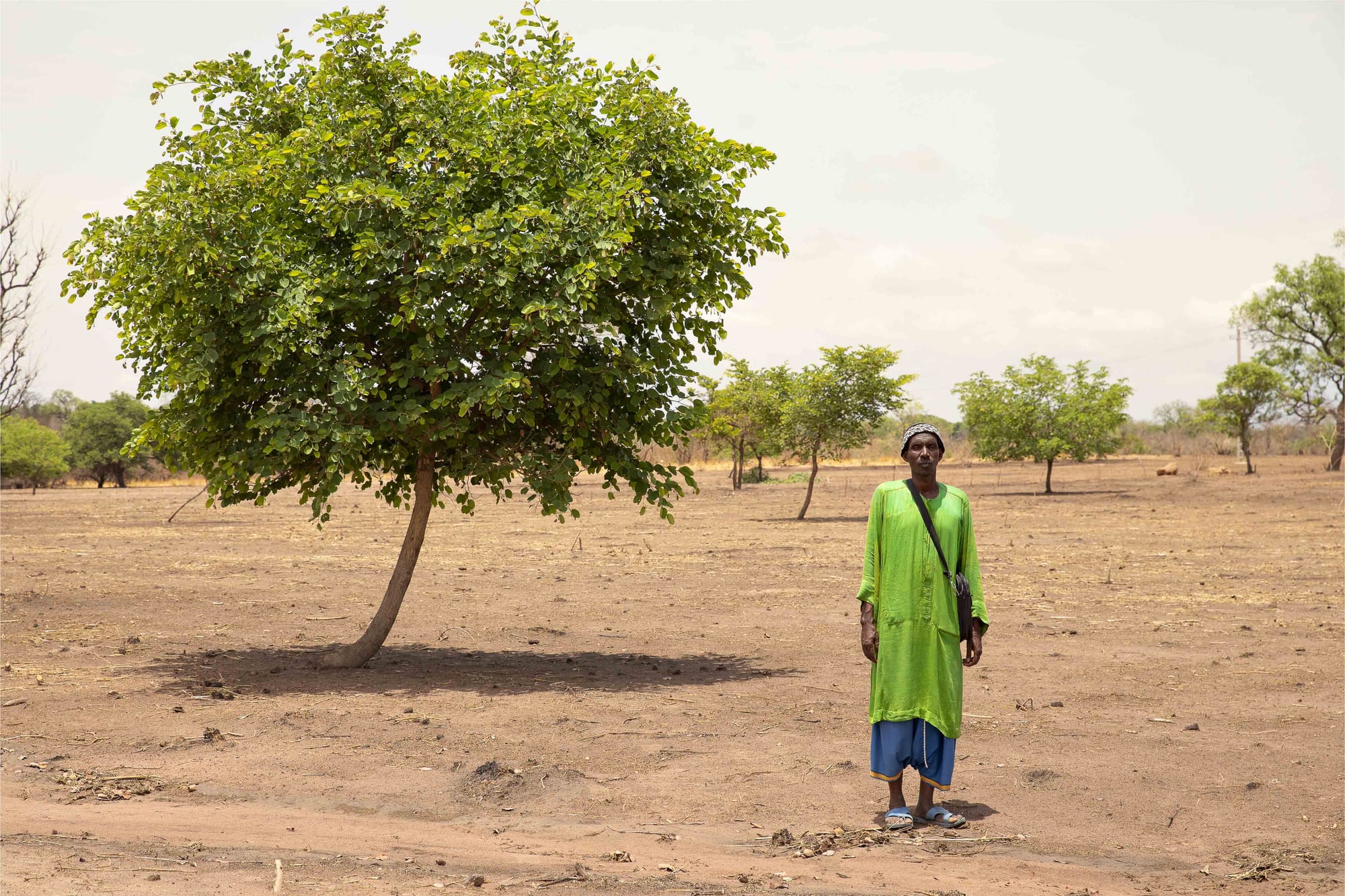 Assisted natural regeneration
