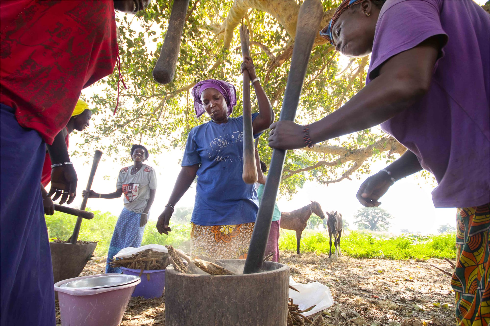 Millet for food security