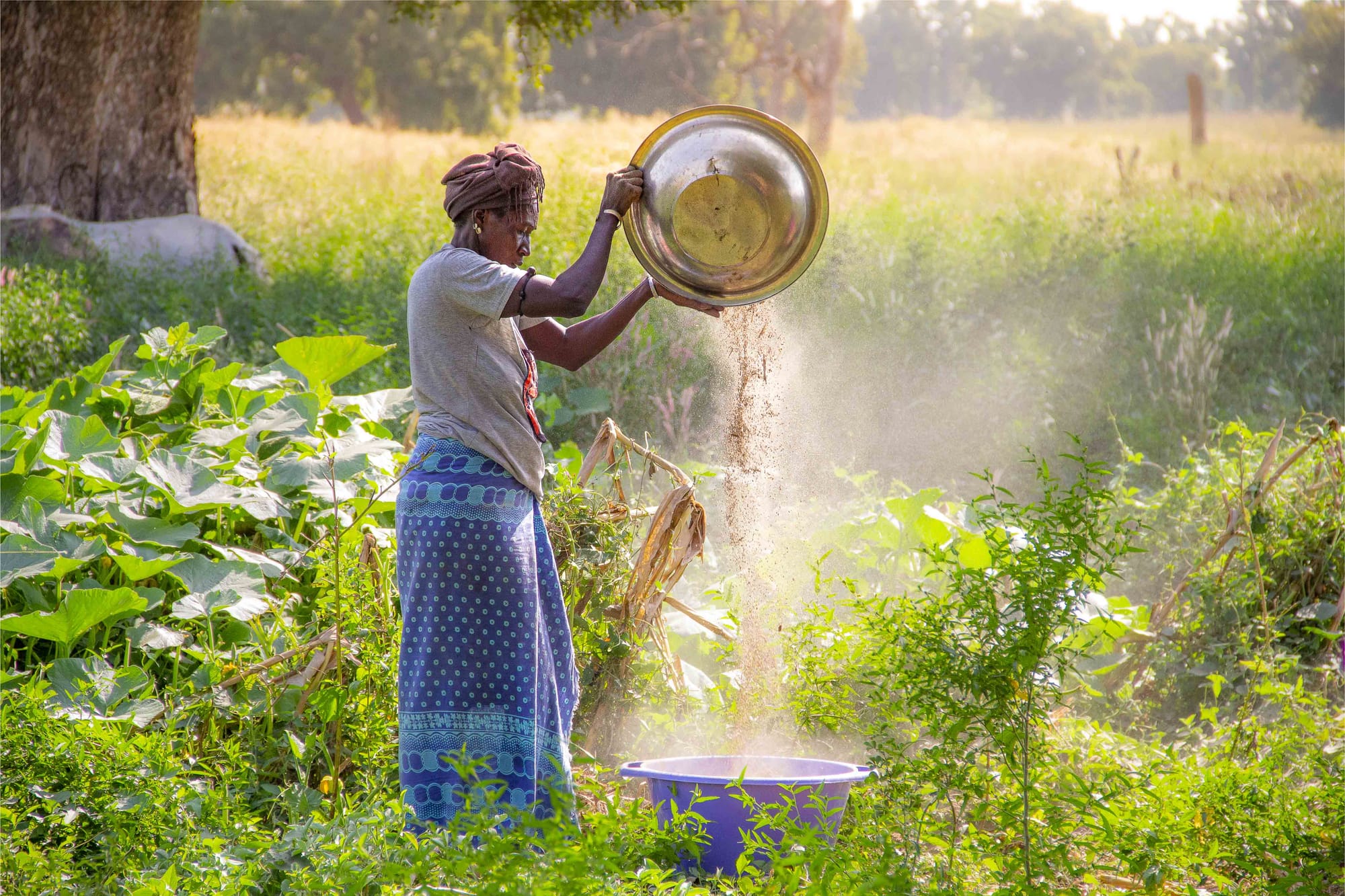 Millet for food security