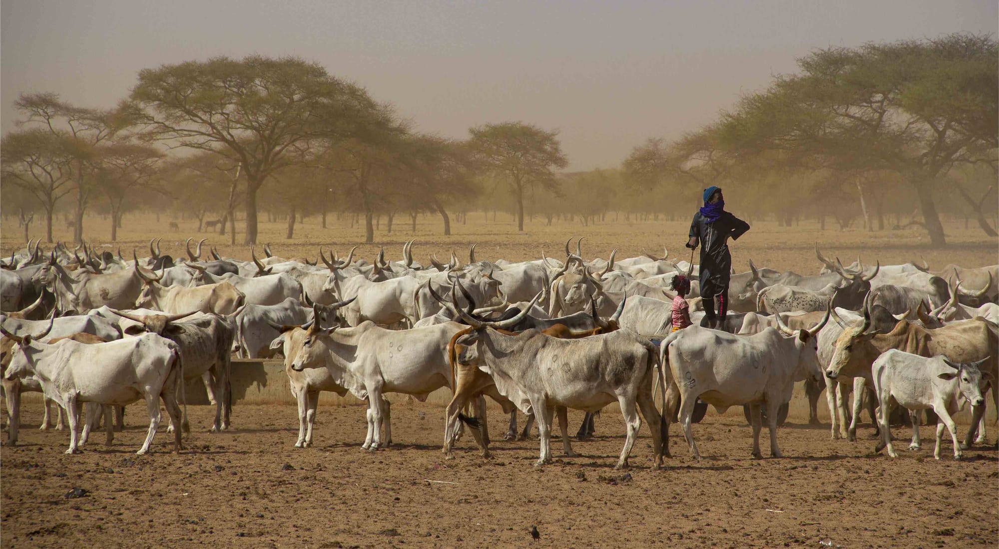 Valuing arid environments
