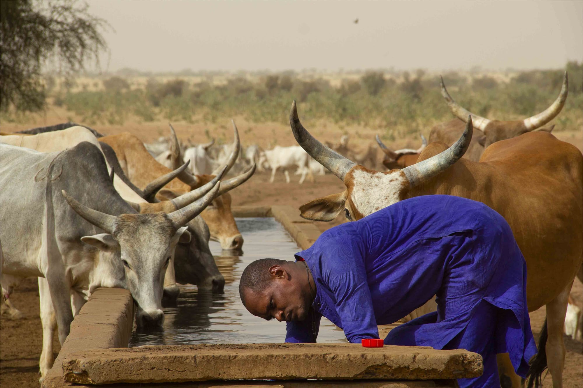 Throughout Africa, the last nomadic pastoralist communities are forced to adapt to cope with a rapidly changing world. A look at Senegal and Kenya.