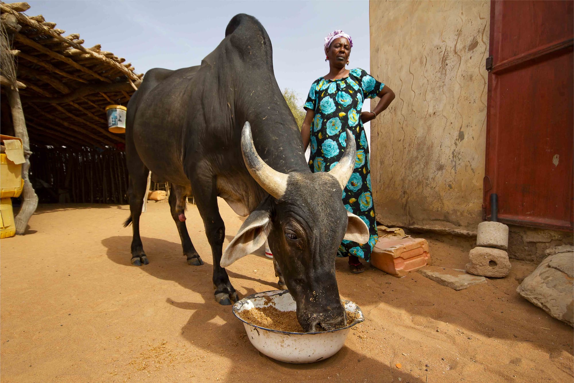 Forced sedentarization