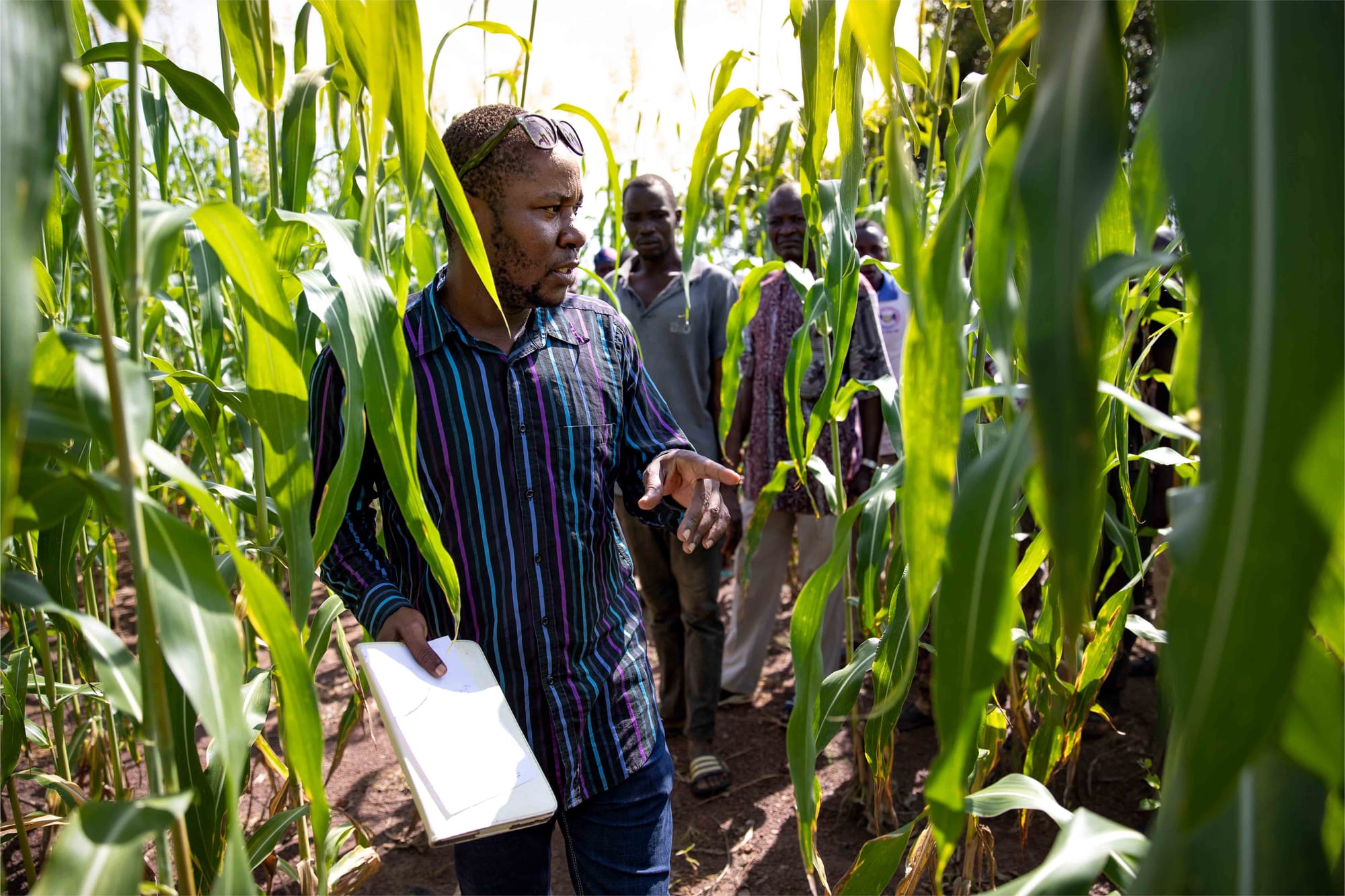 In Burkina Faso, teams of researchers are co-innovating with sorghum farmers to break the deadlock of conventional agriculture.