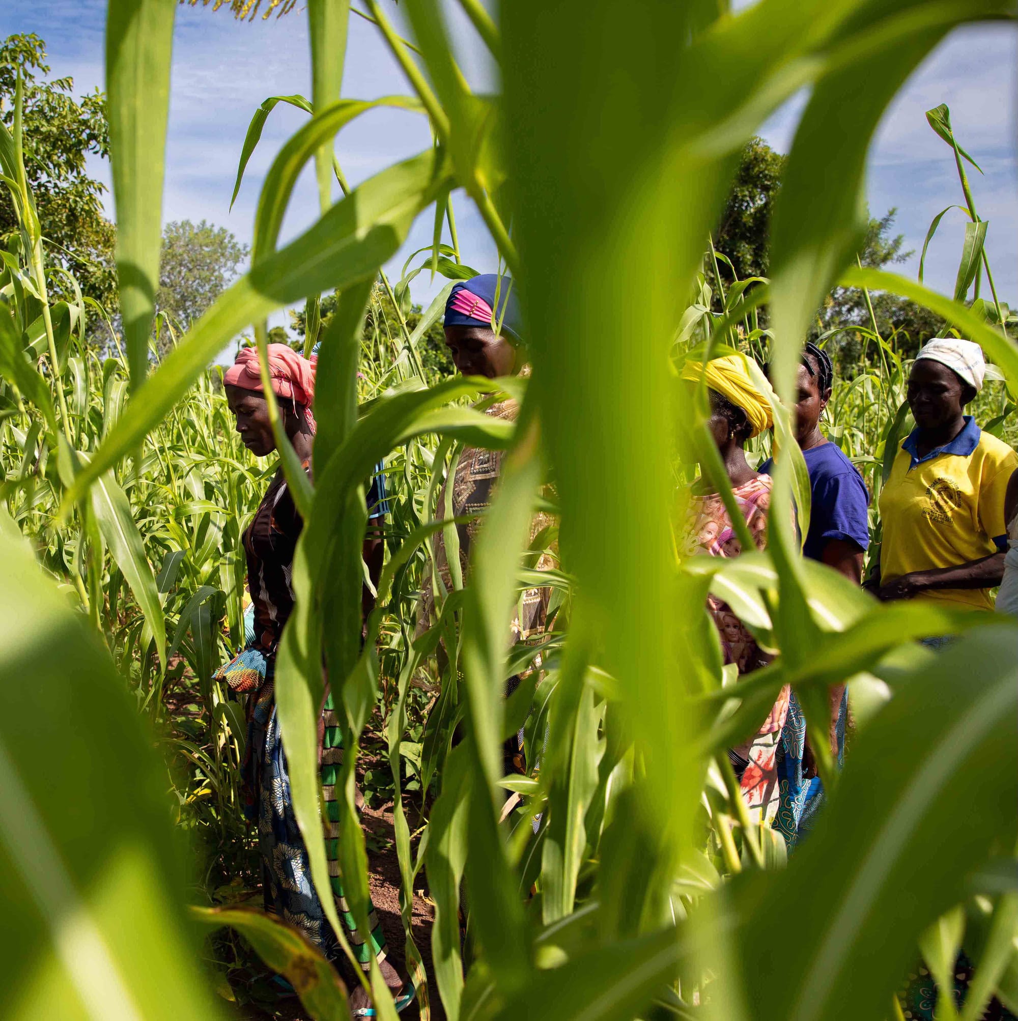 A farmer field school