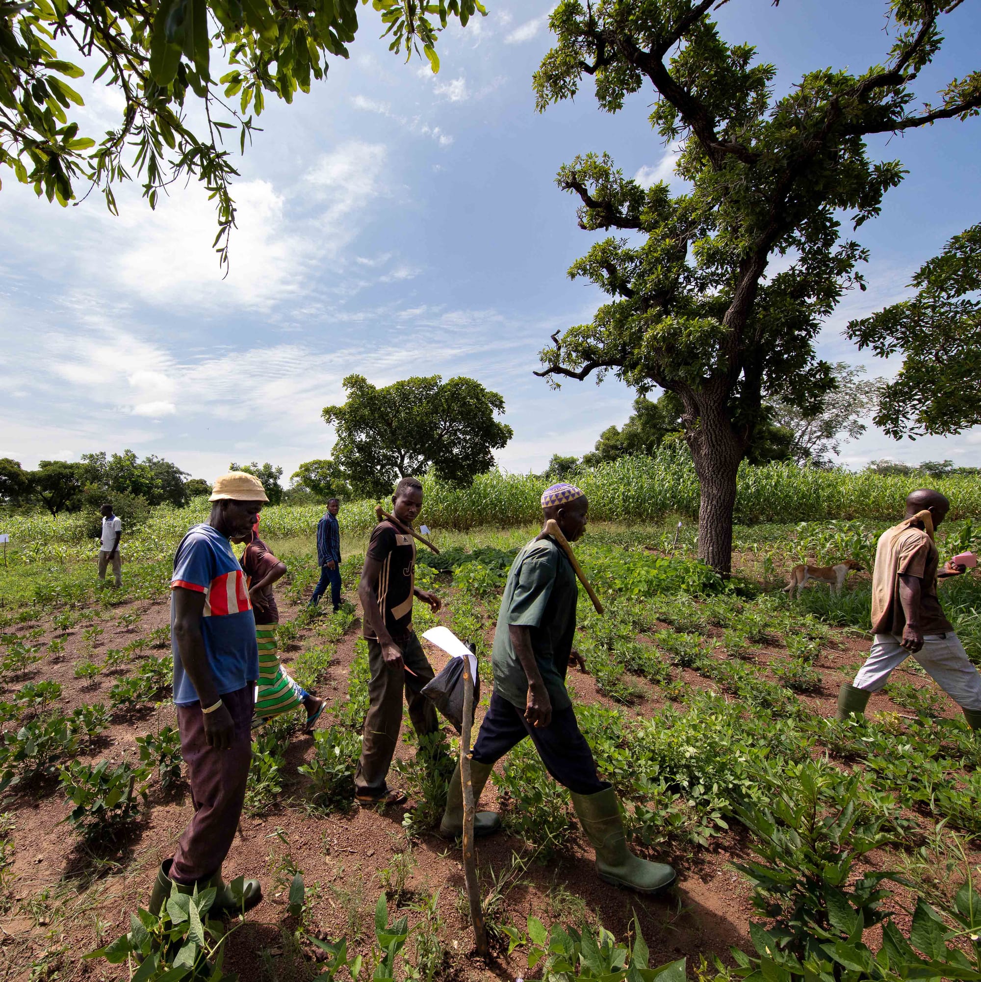 A farmer field school