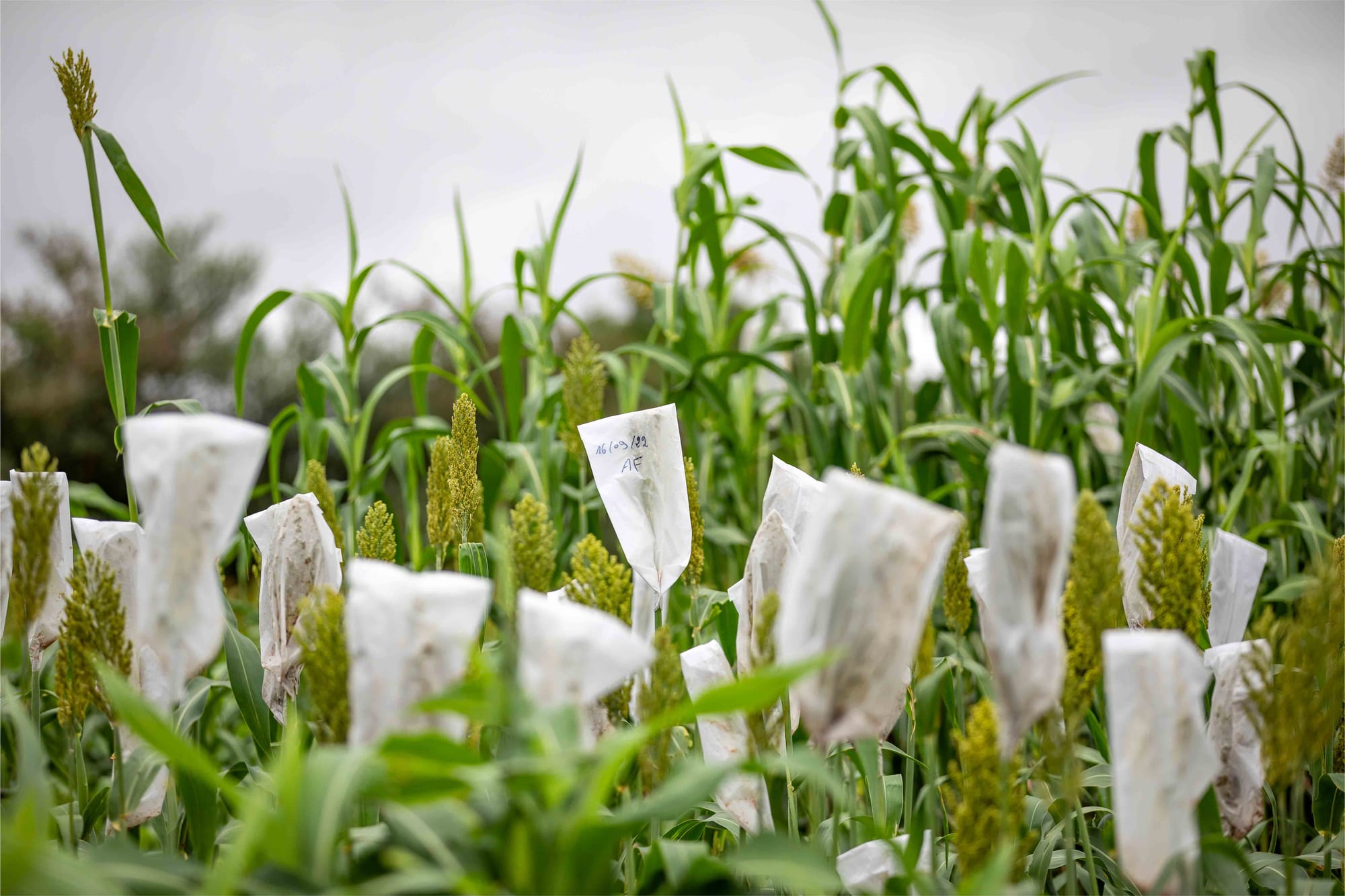 A backbone for innovation