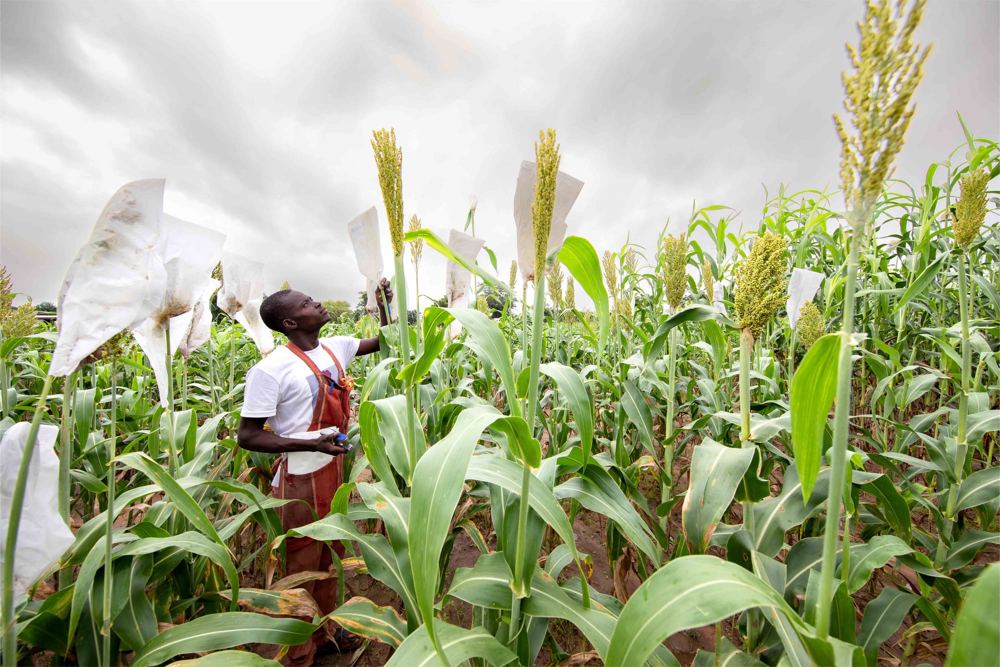 A backbone for innovation