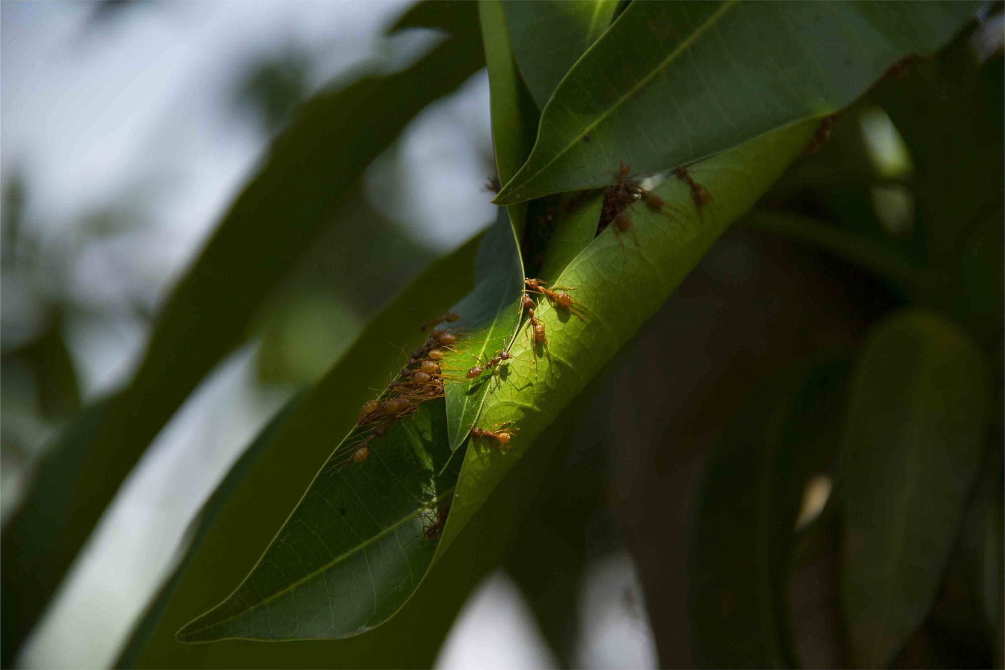 Research to reduce losses