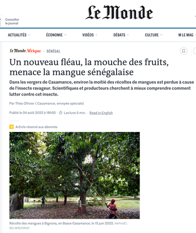 Un nouveau fléau, la mouche des fruits, menace la mangue sénégalaise