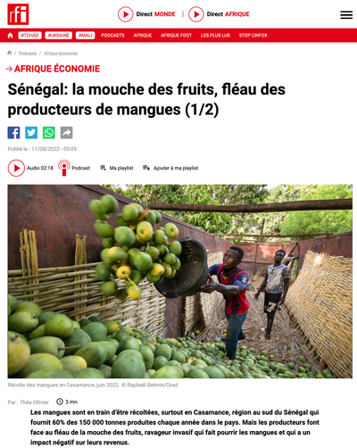 Sénégal: la mouche des fruits, fléau des producteurs de mangues (1/2)