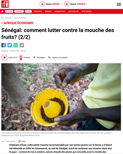 Sénégal: comment lutter contre la mouche des fruits? (2/2)