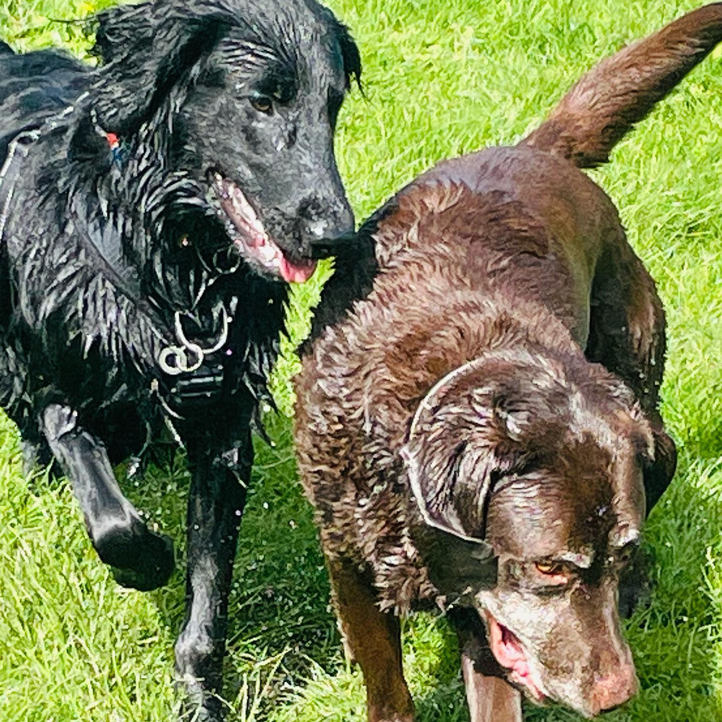 Bertie & Walter