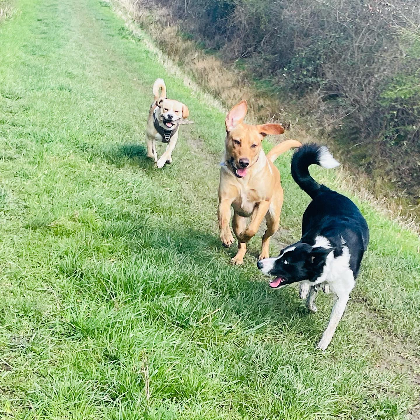 Doug, Reggie & Sassy