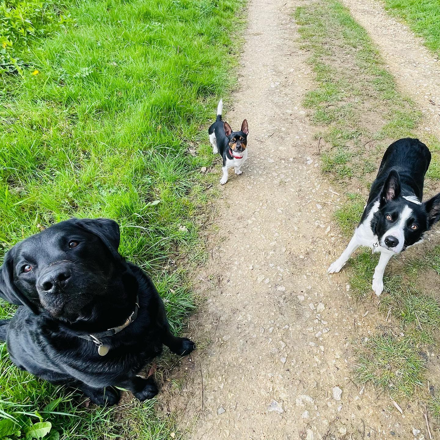 Murphy, Albert & Sassy
