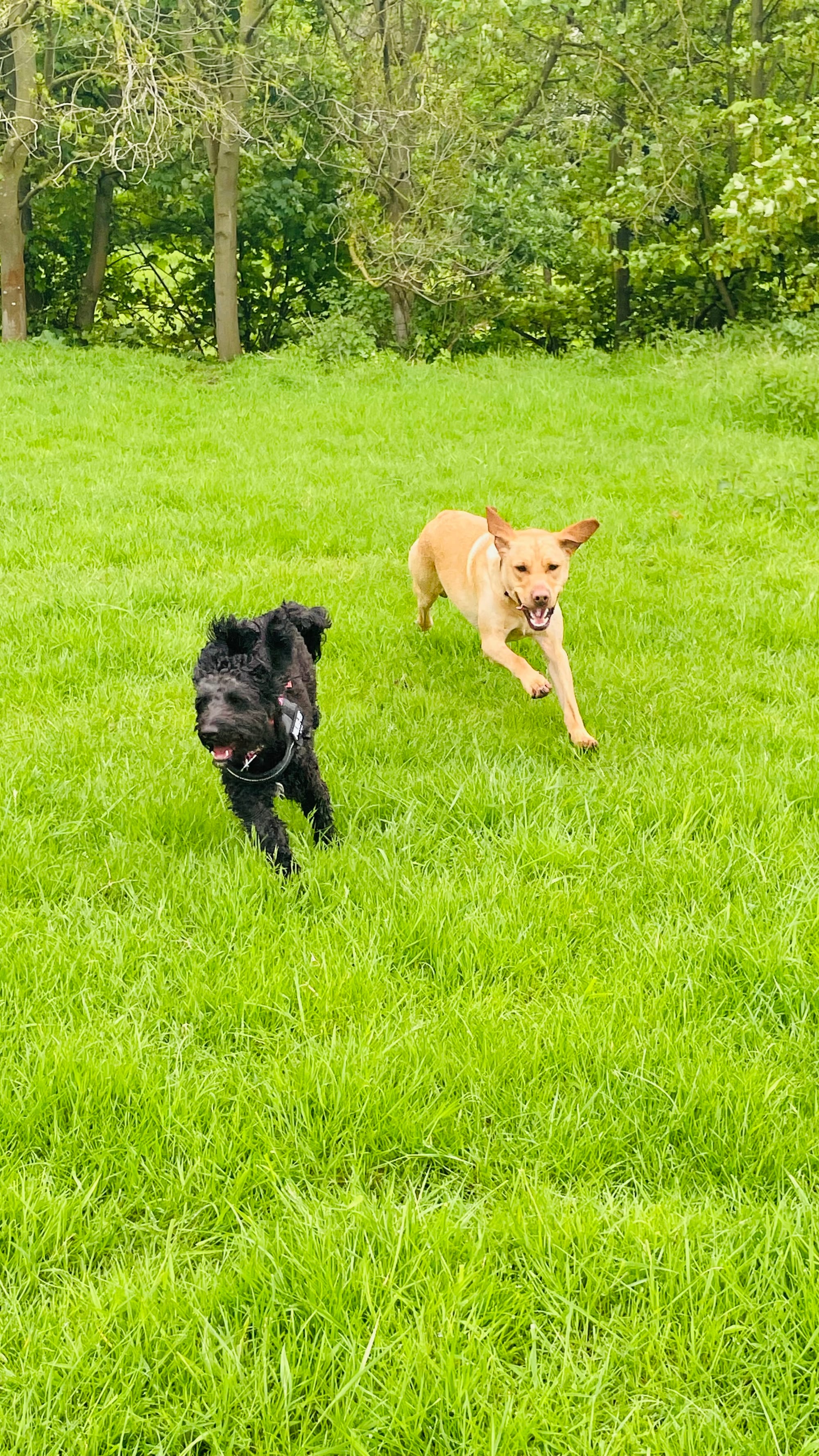 Flying Bob & Mylo