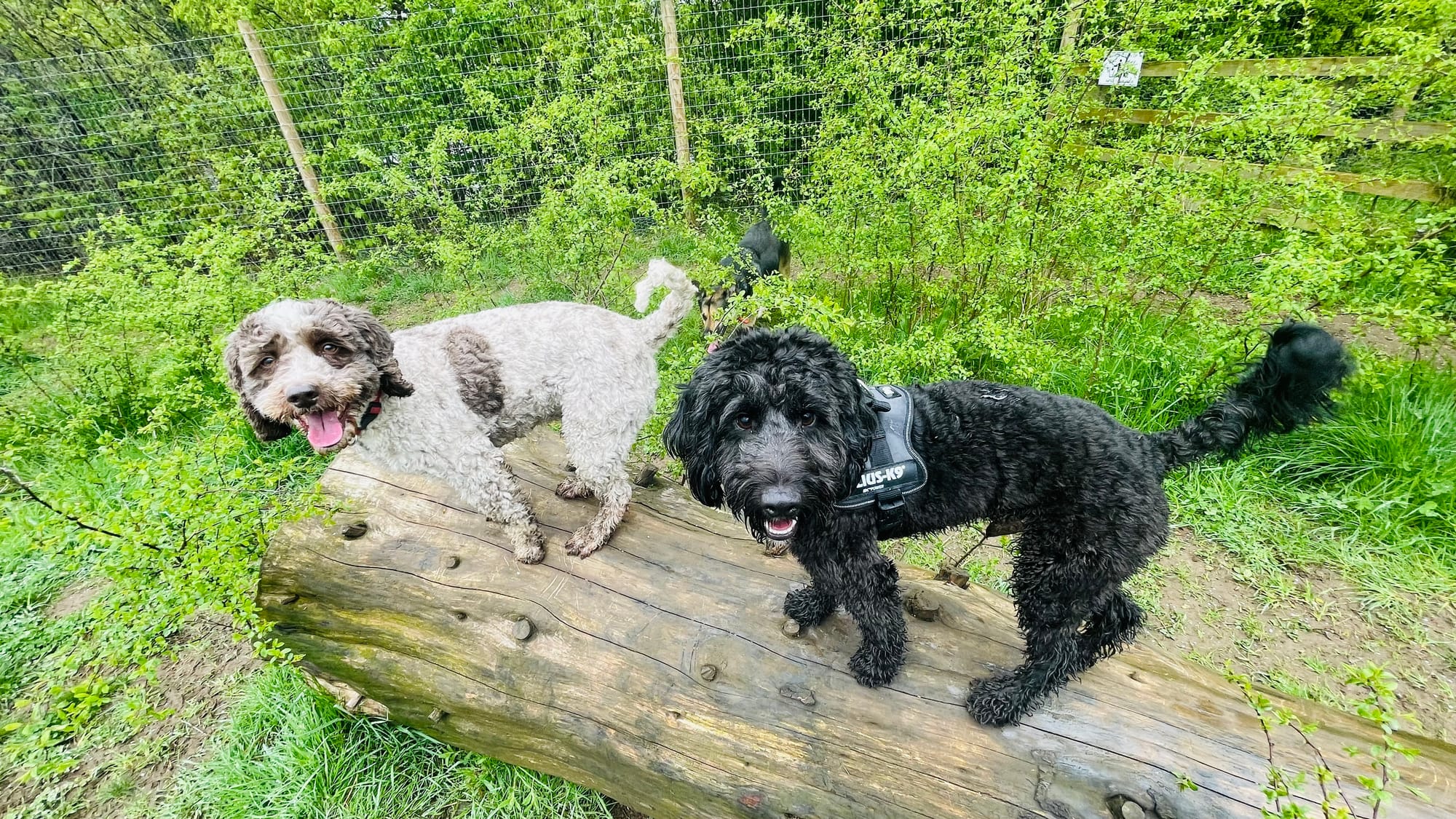 Charlie & Mylo