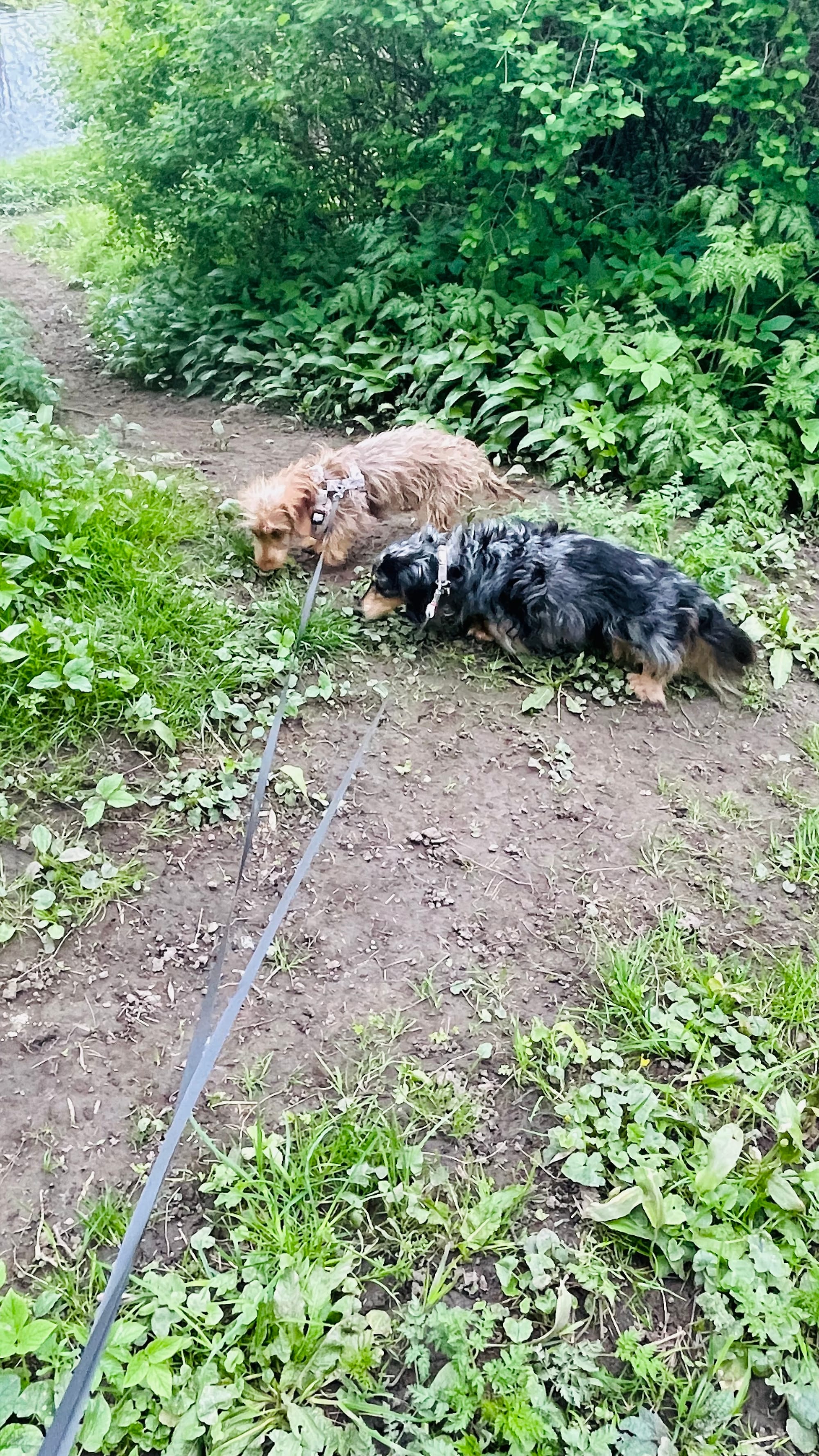 Rufus & Kiki