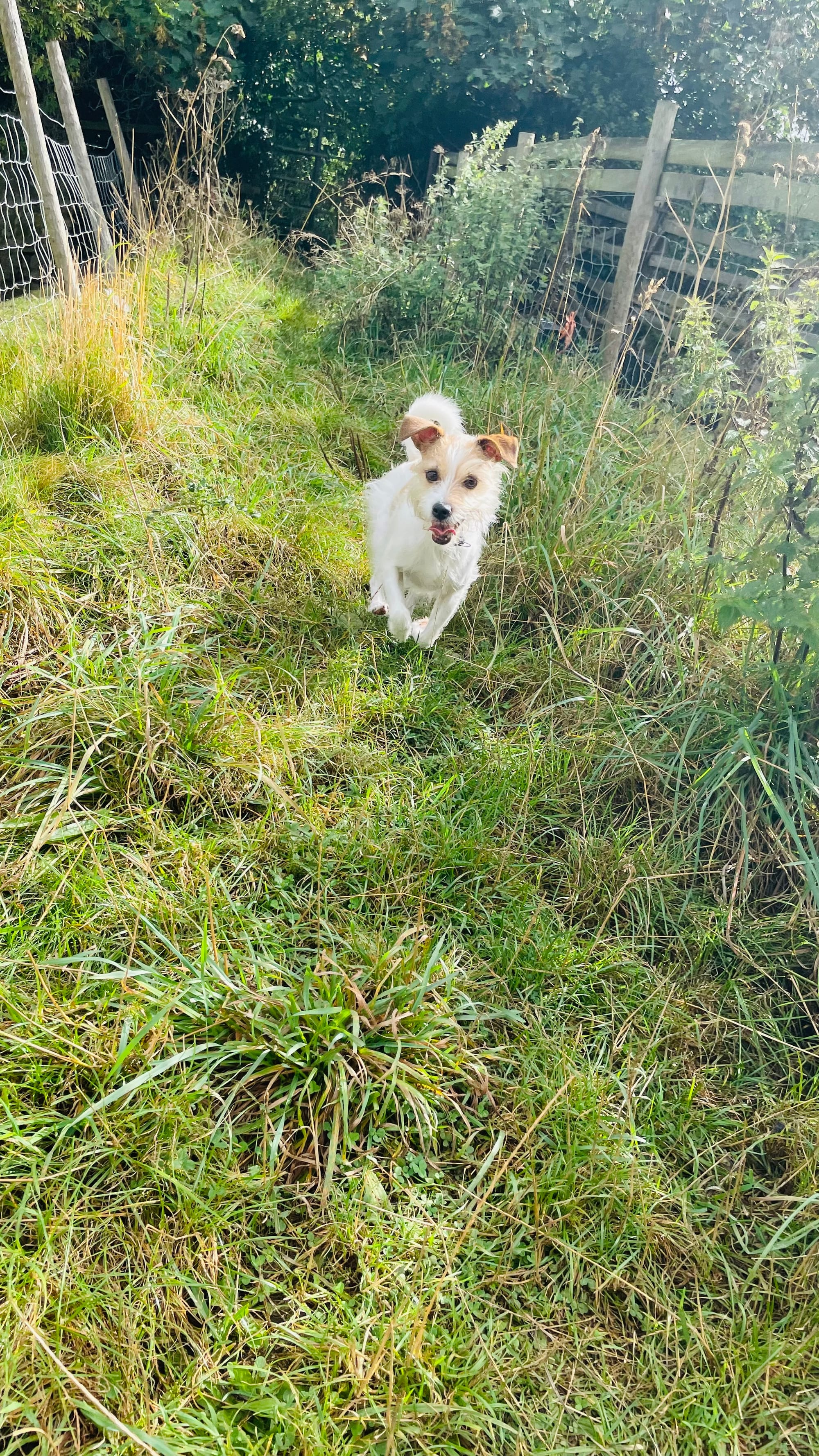 Poppy