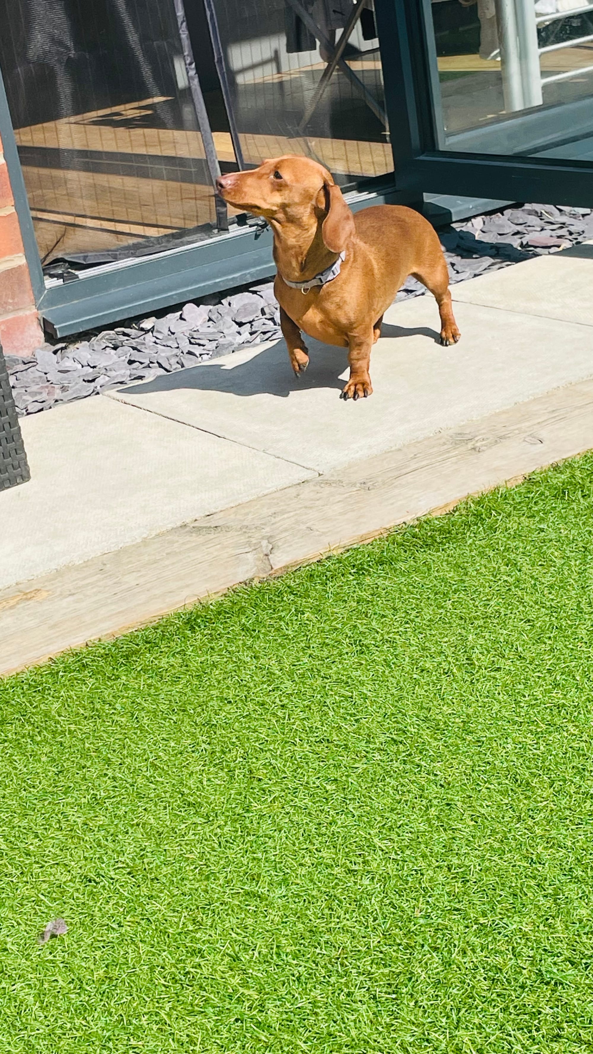 Bambi