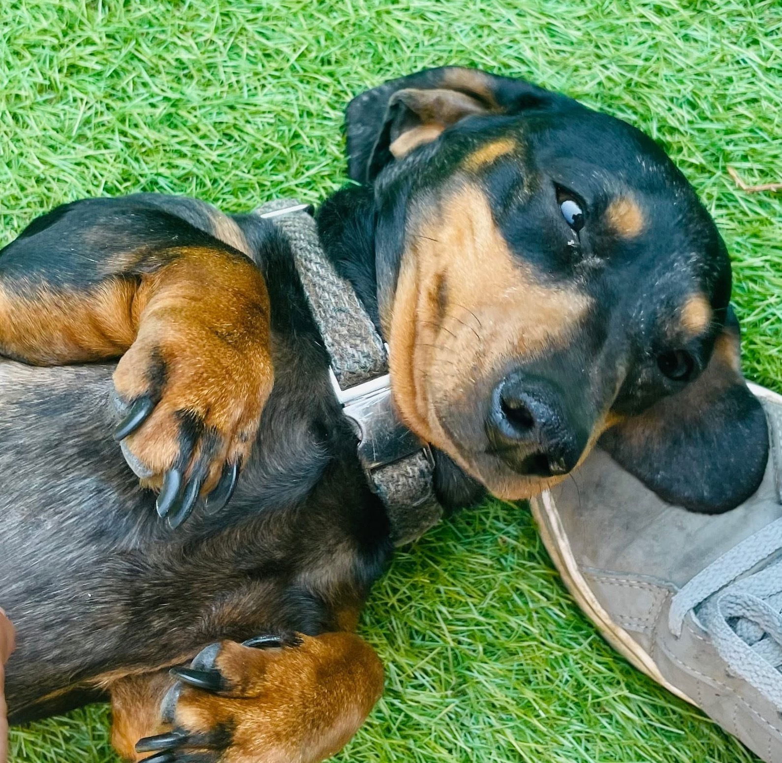 Nelly