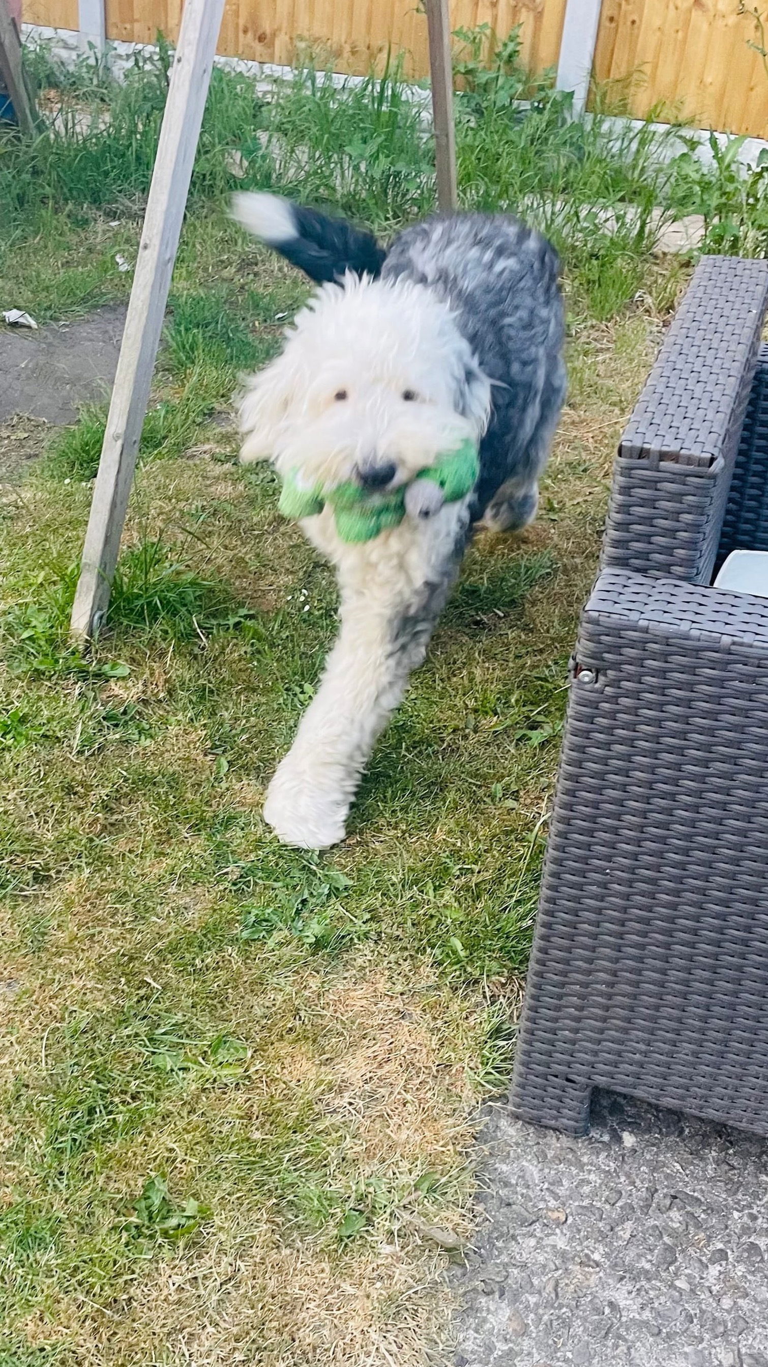 Dolly