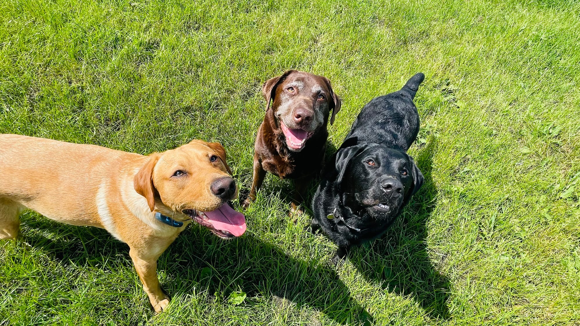 Reggie, Bertie & Murphy
