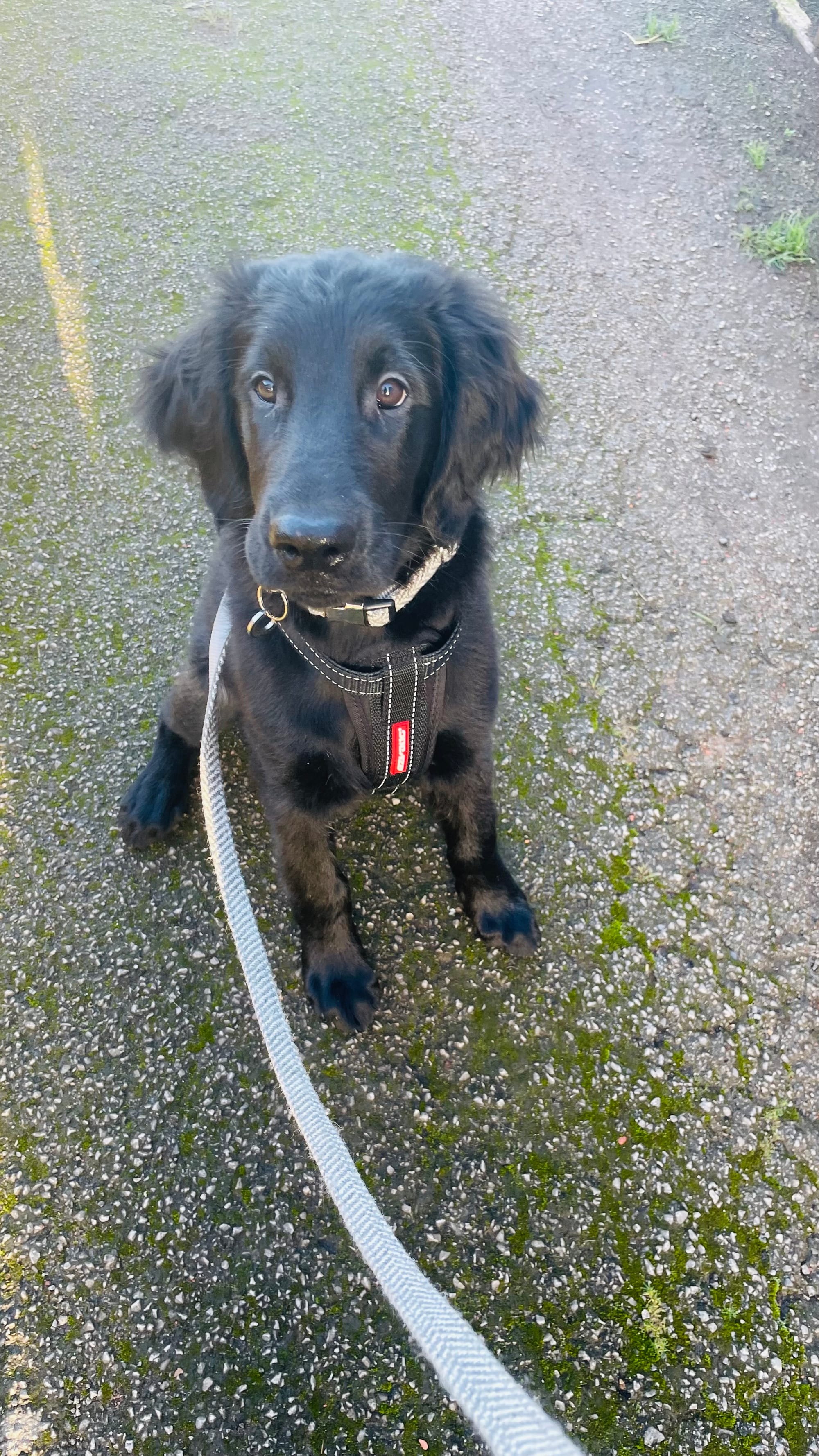 Walter