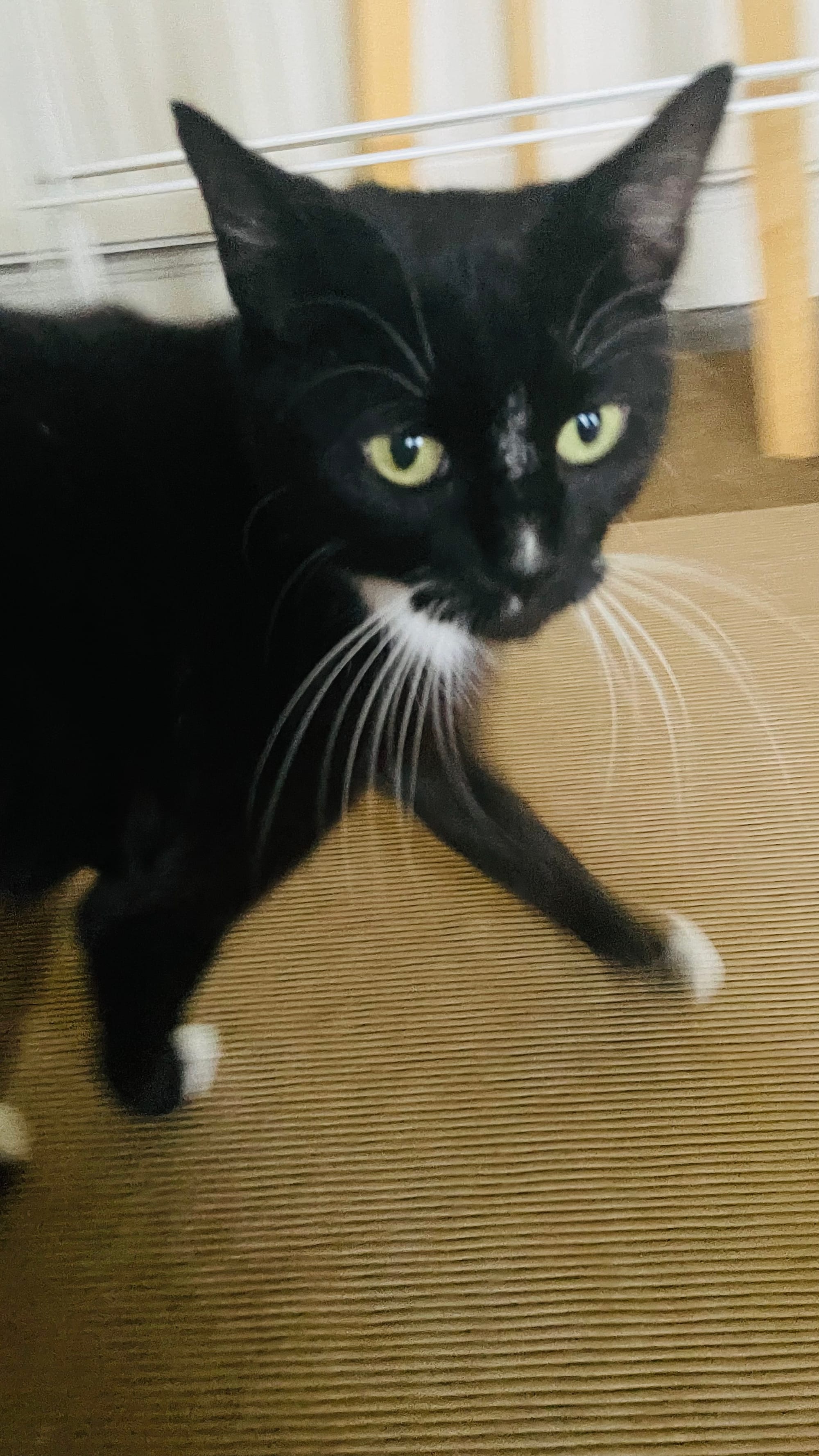 Marzipan