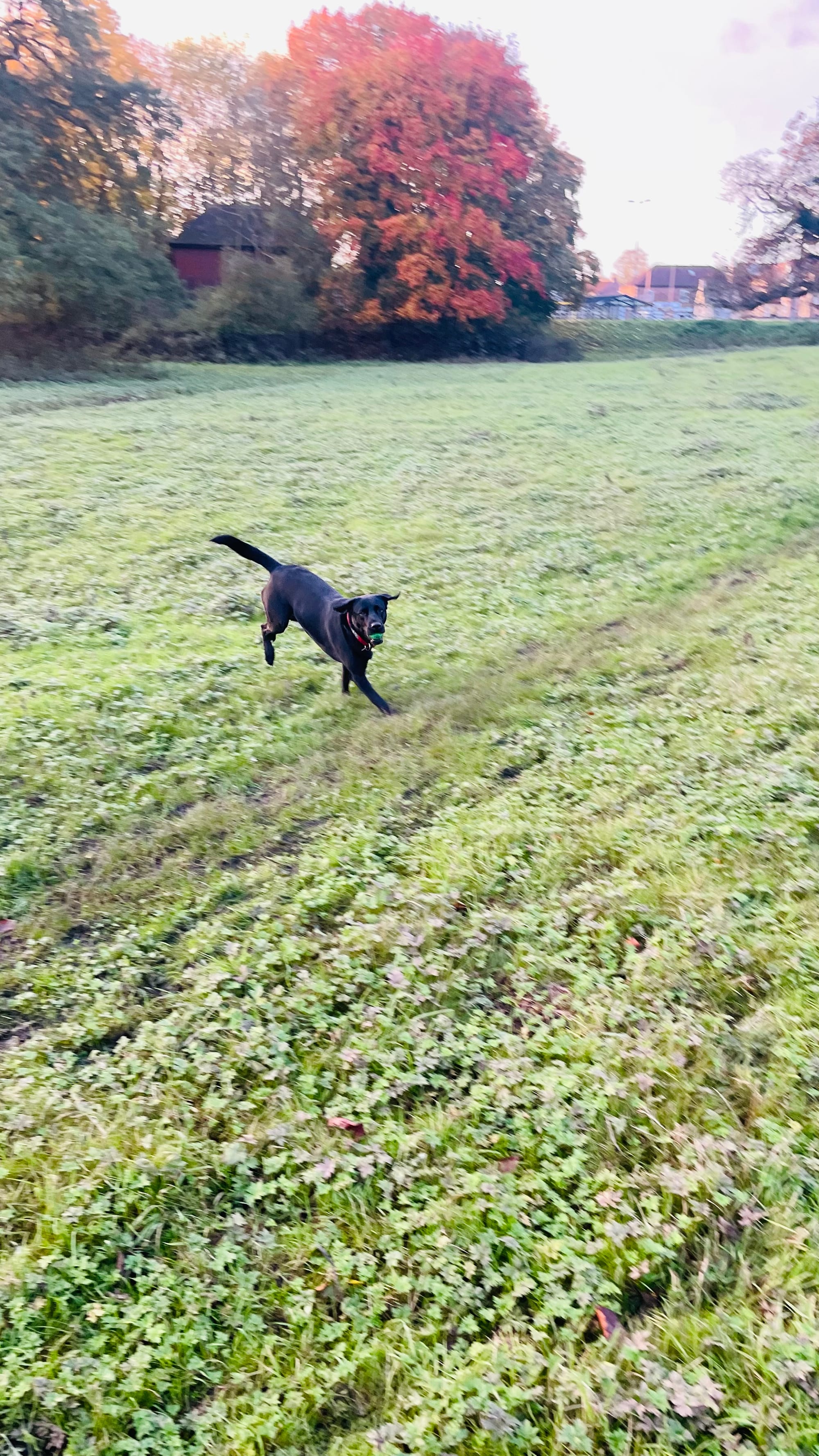 Winnie