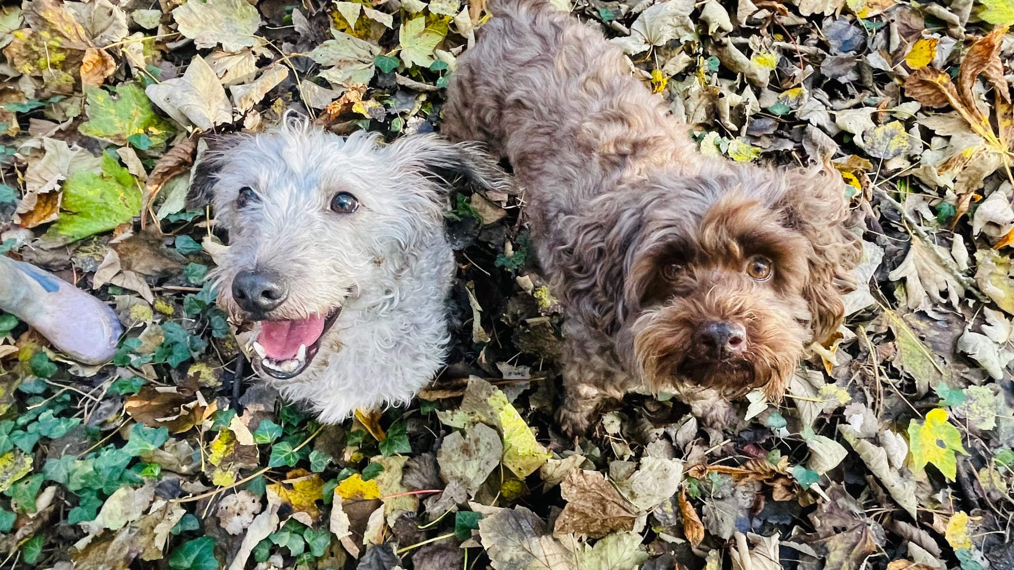 Monty & Mimi