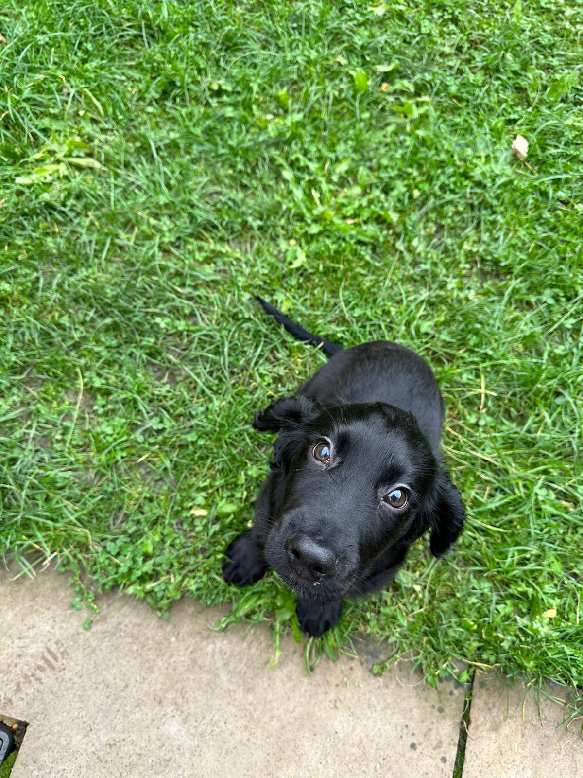 Jet