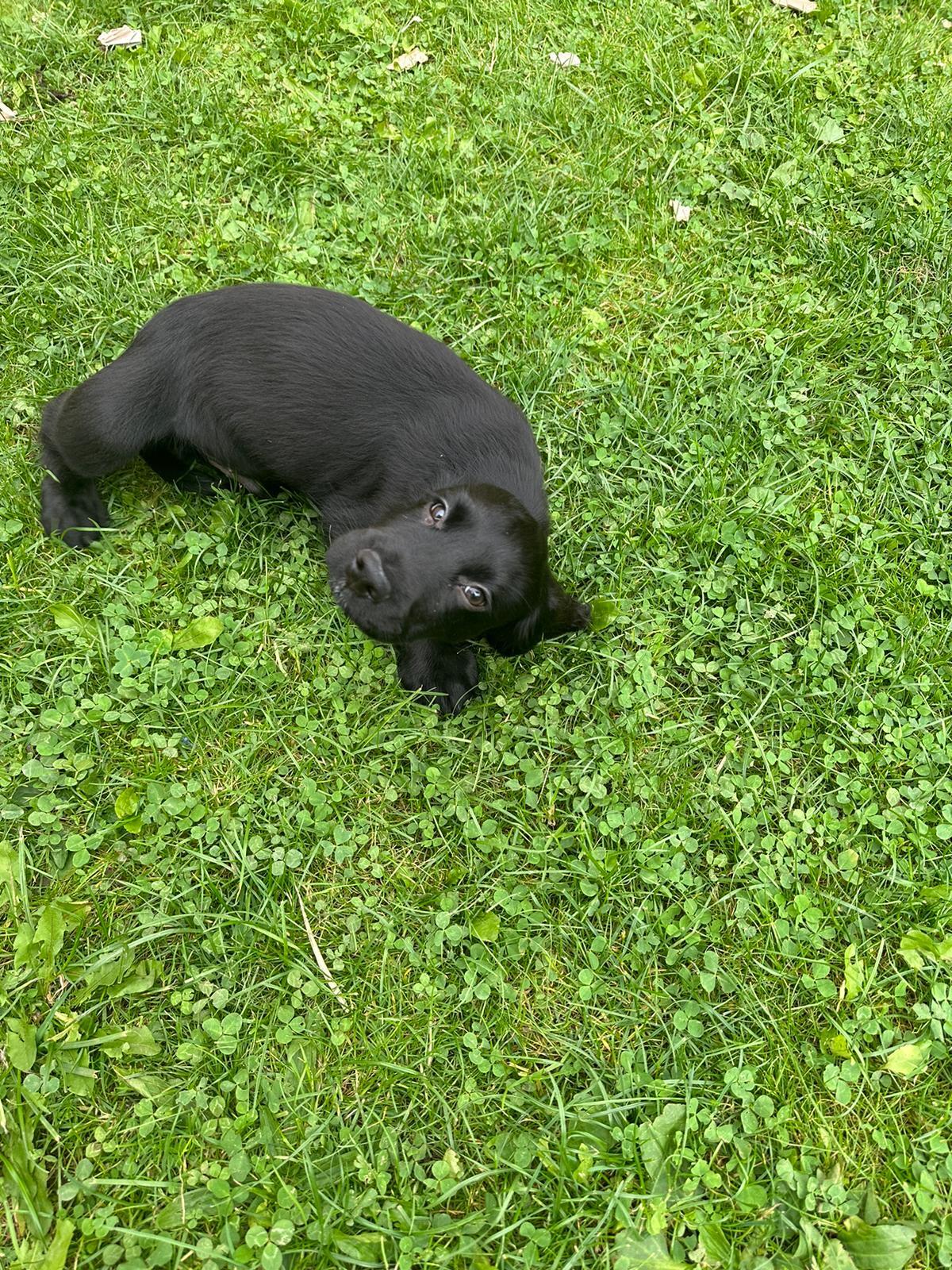 Jet