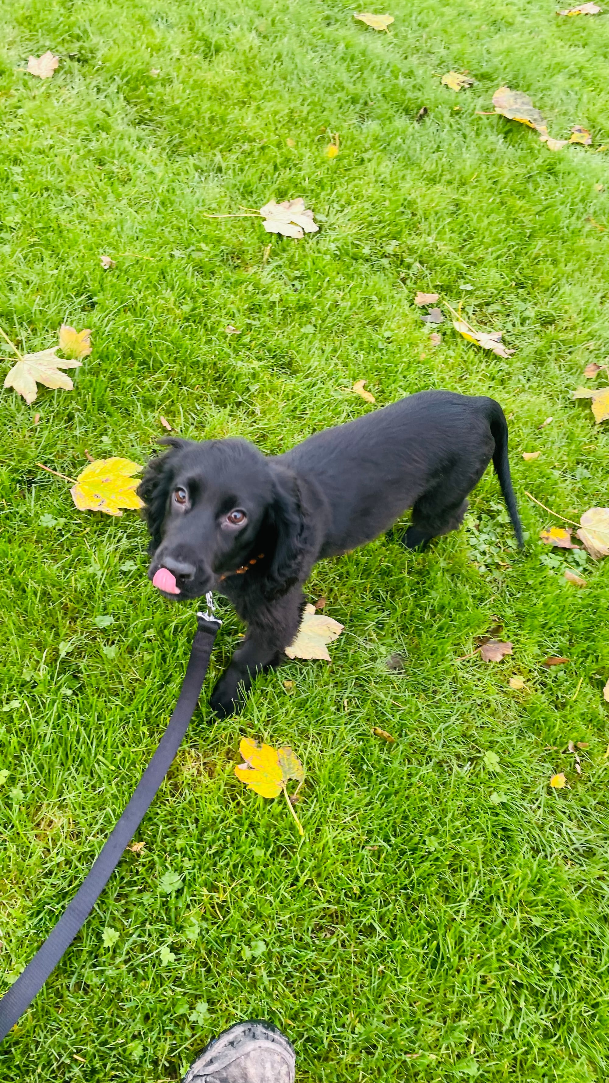 Jet