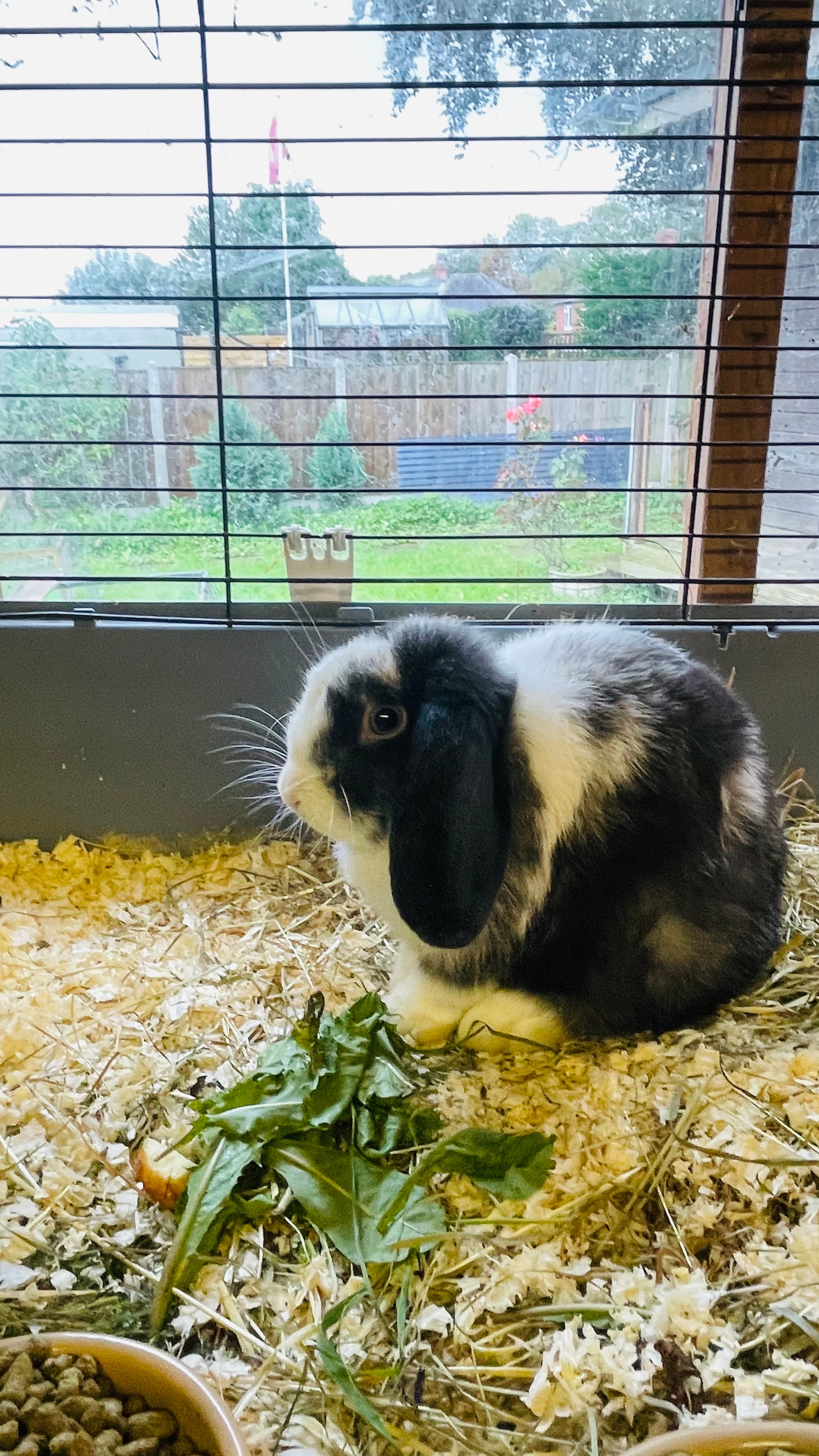 Merlin