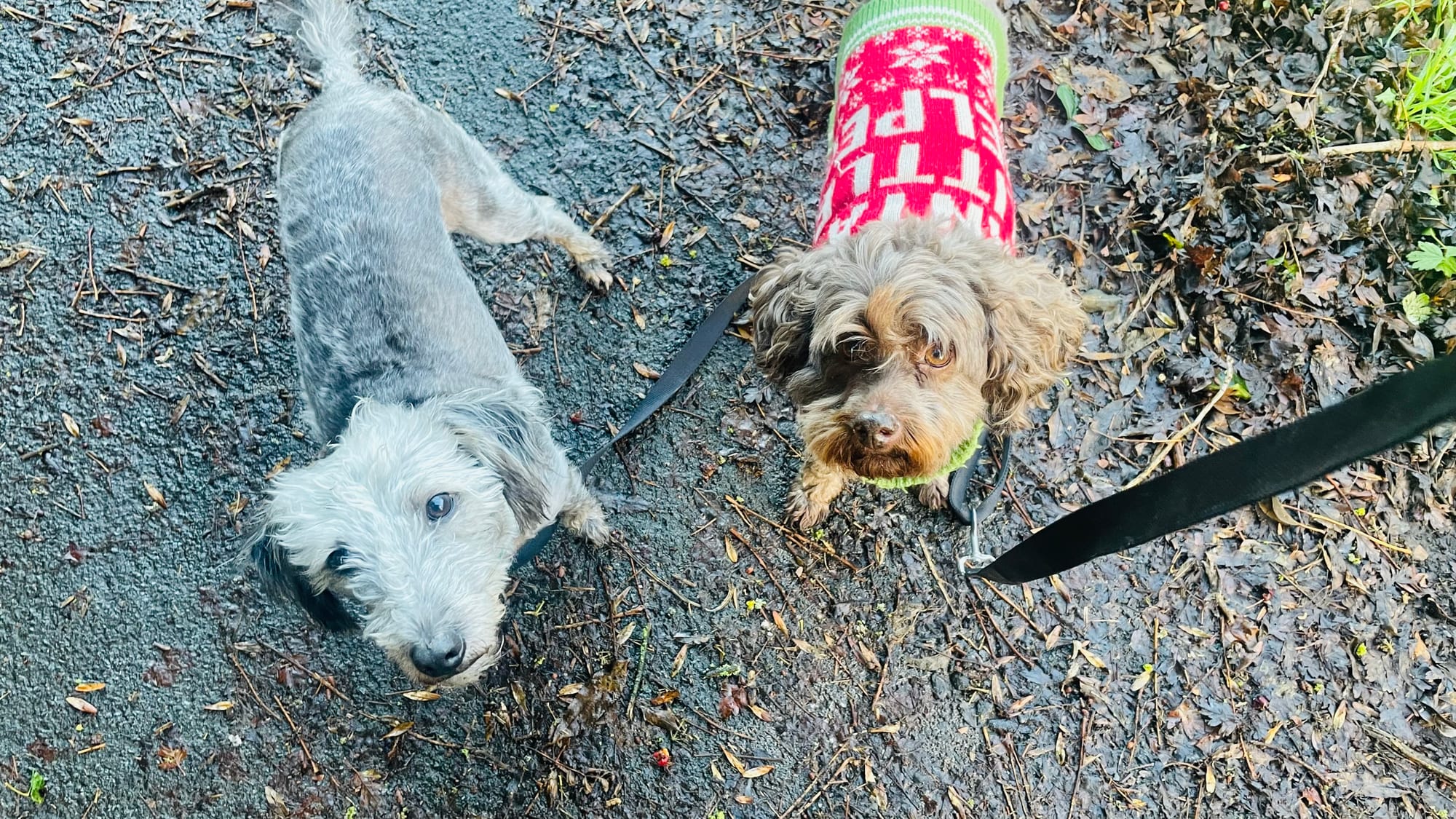 Monty & Mimi