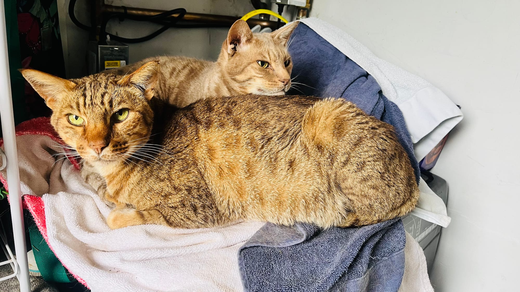 O’Malley & Marcel