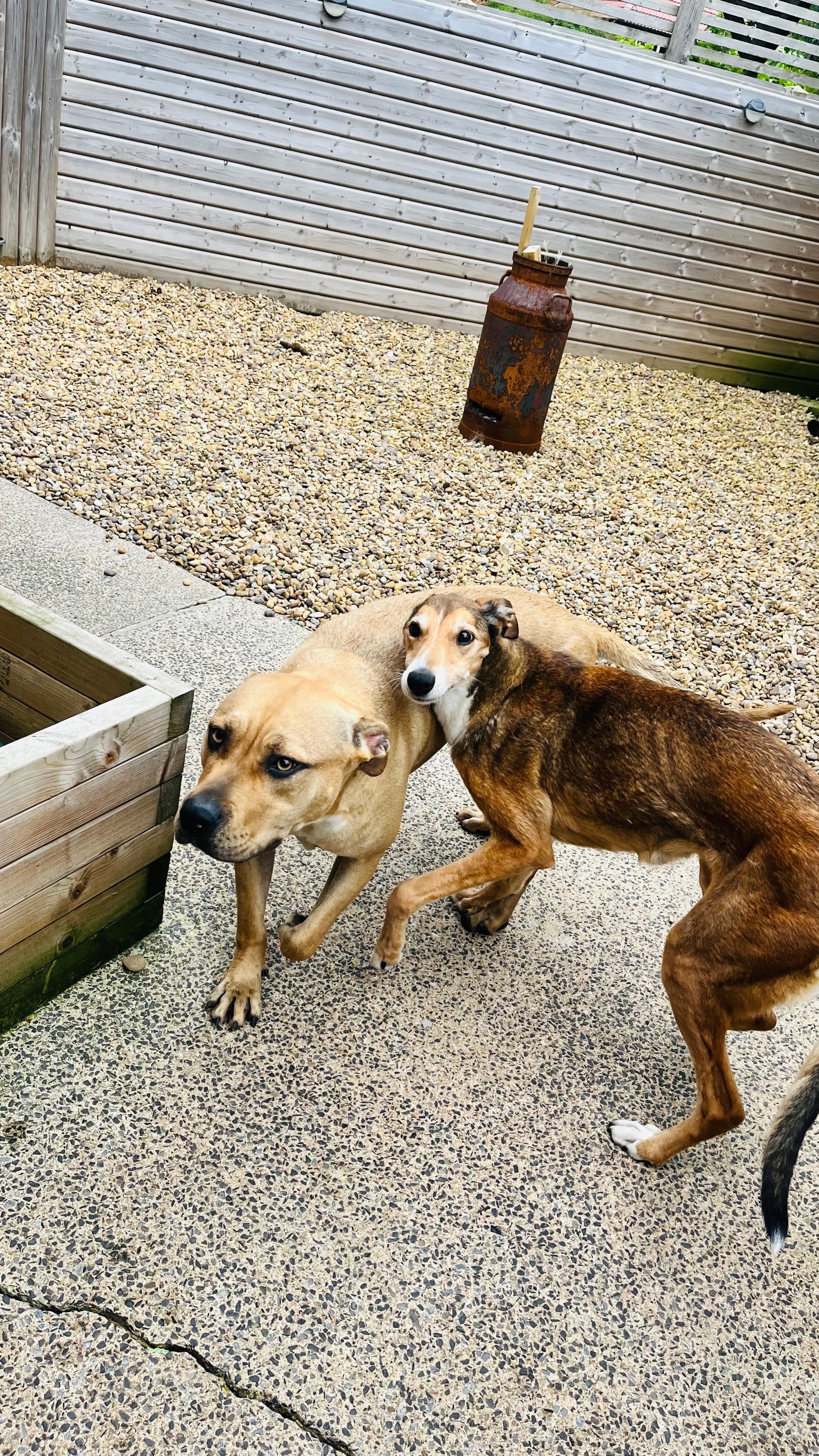 Bella & Blade