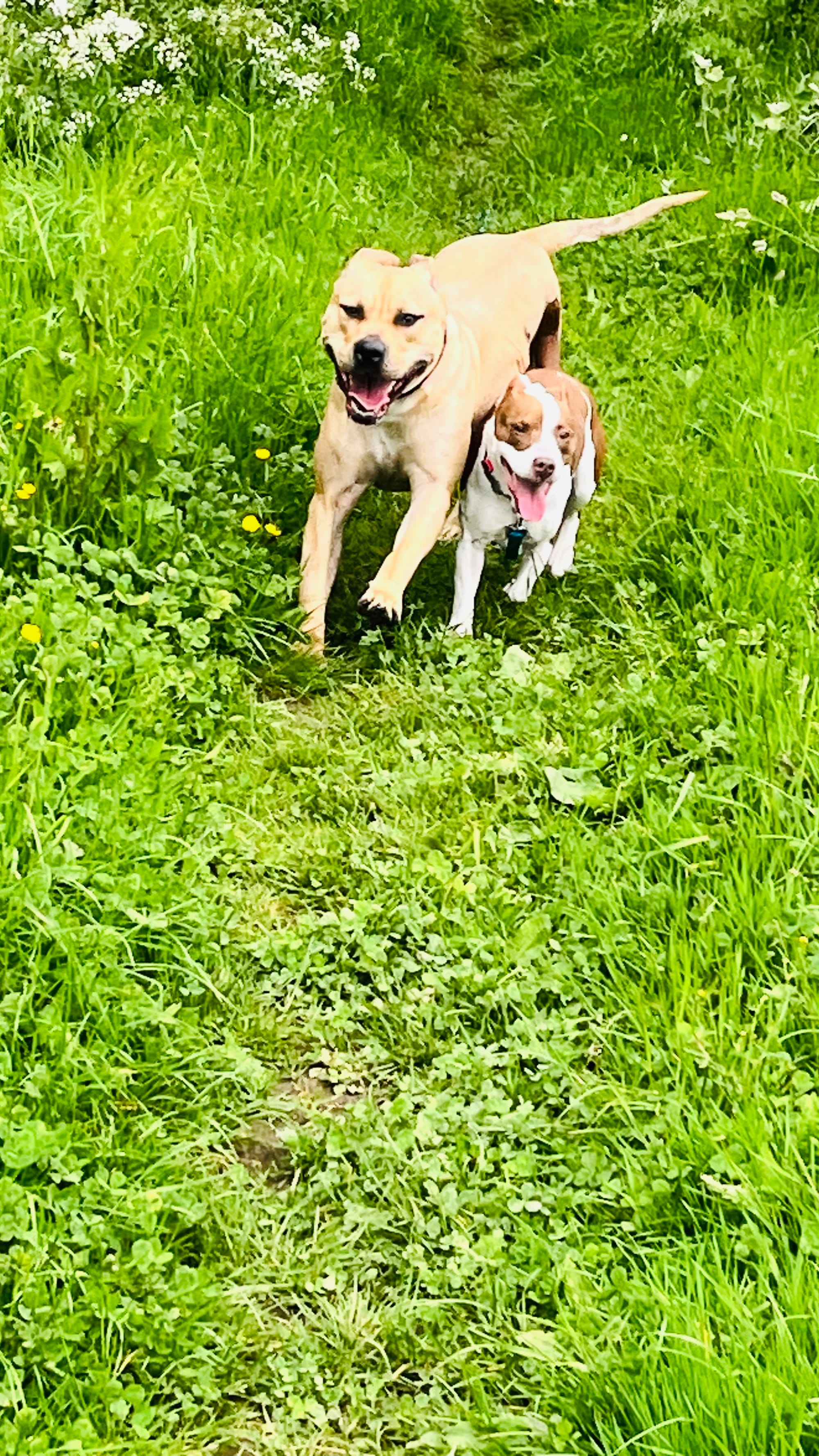Bella & Patch