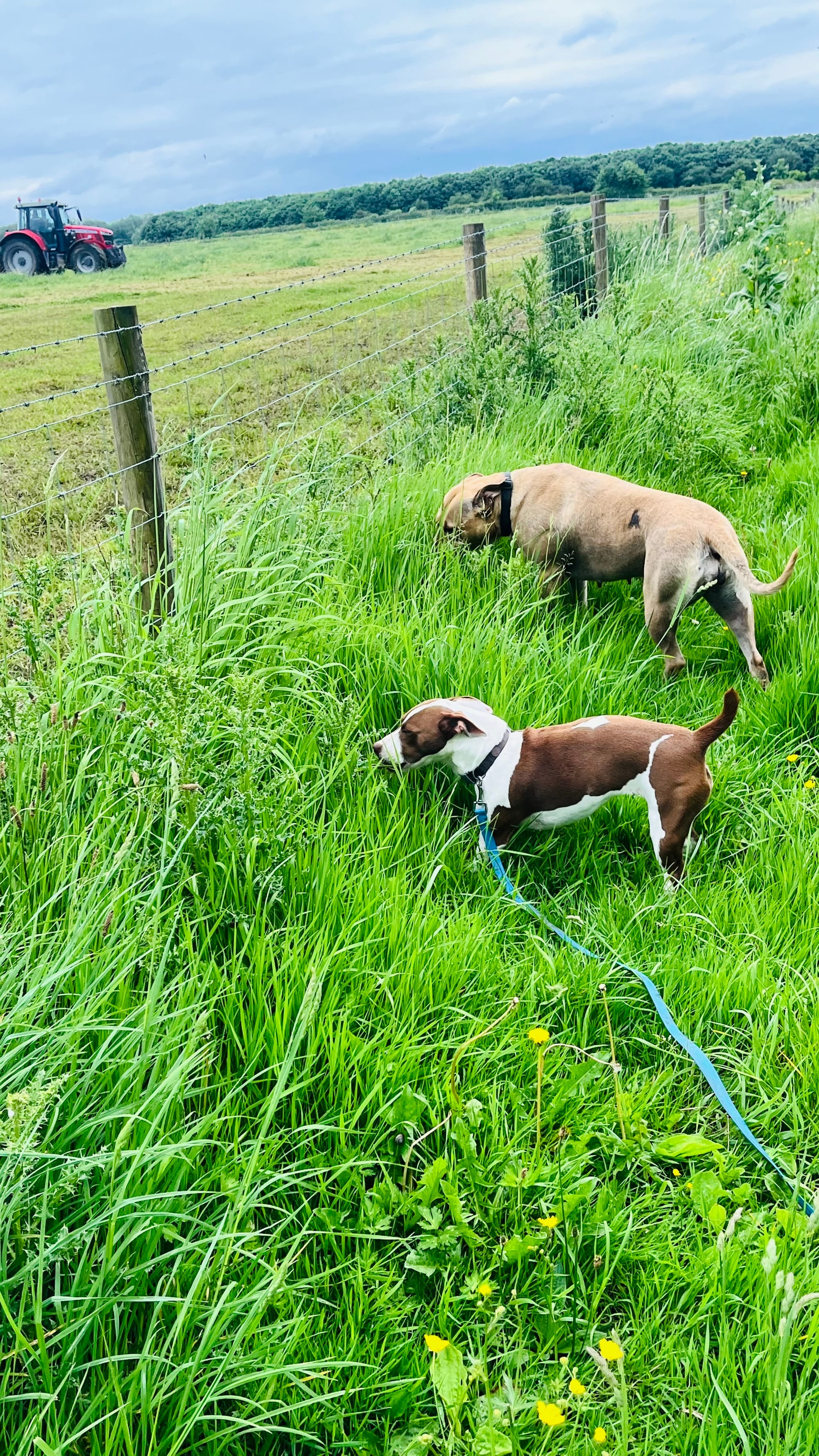 Bella & Patch