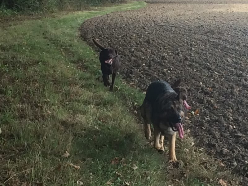 Pack Walk 30mins - 1pm