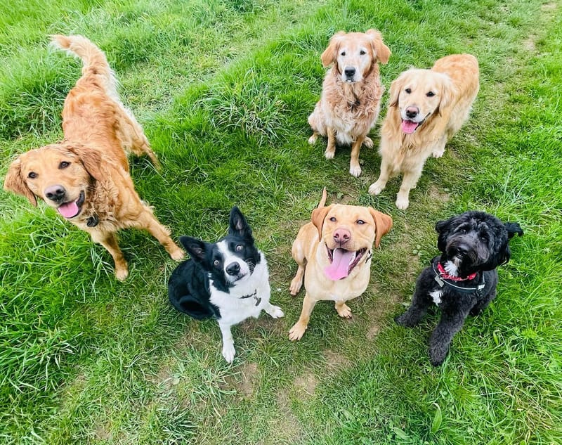 Pack Walk 1 hour - 11am