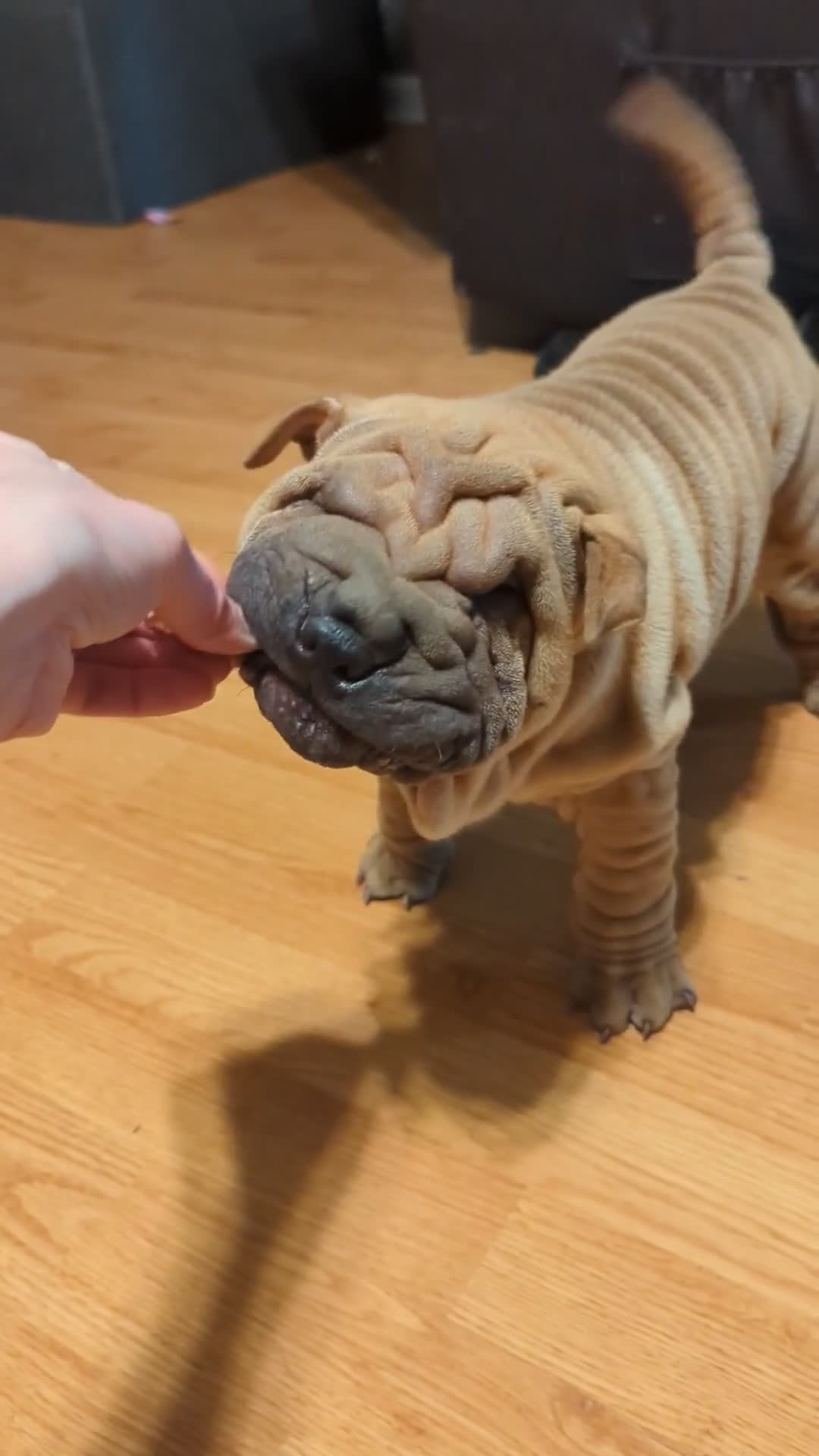 puppies from past litters