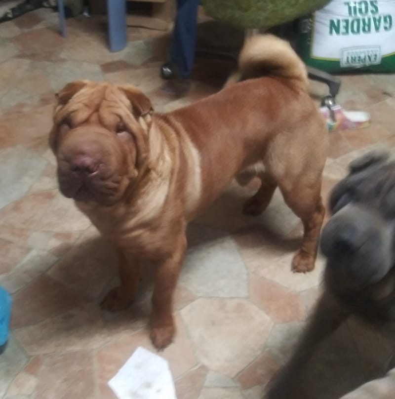 Exclusive Contract Golden Age of King AKA Dedgrick